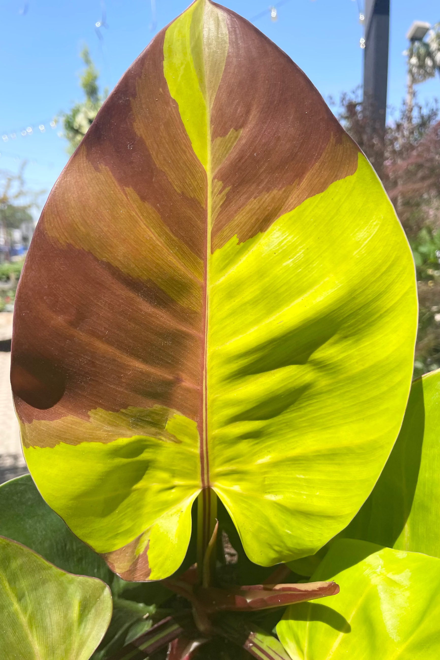 Philodendron 'Yellow Flame' leaf ©Sprout Home