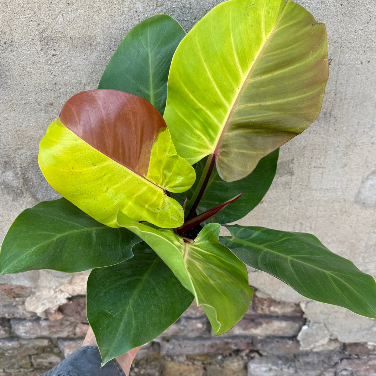 philodendron leaves yellow Philodendron 'Yellow Flame' 6" at SPROUT HOME