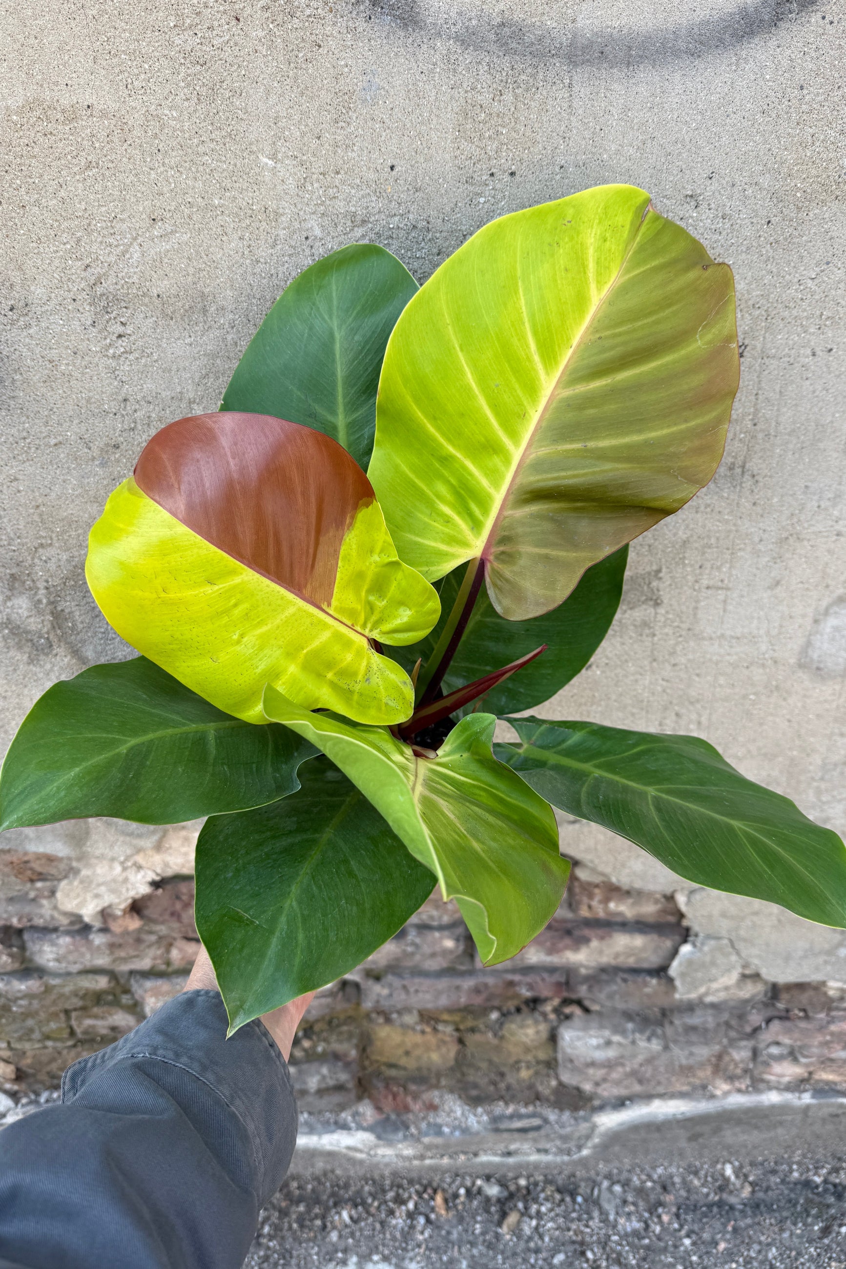 Philodendron 'Yellow Flame' 6" being held against a concrete wall ©Sprout Home