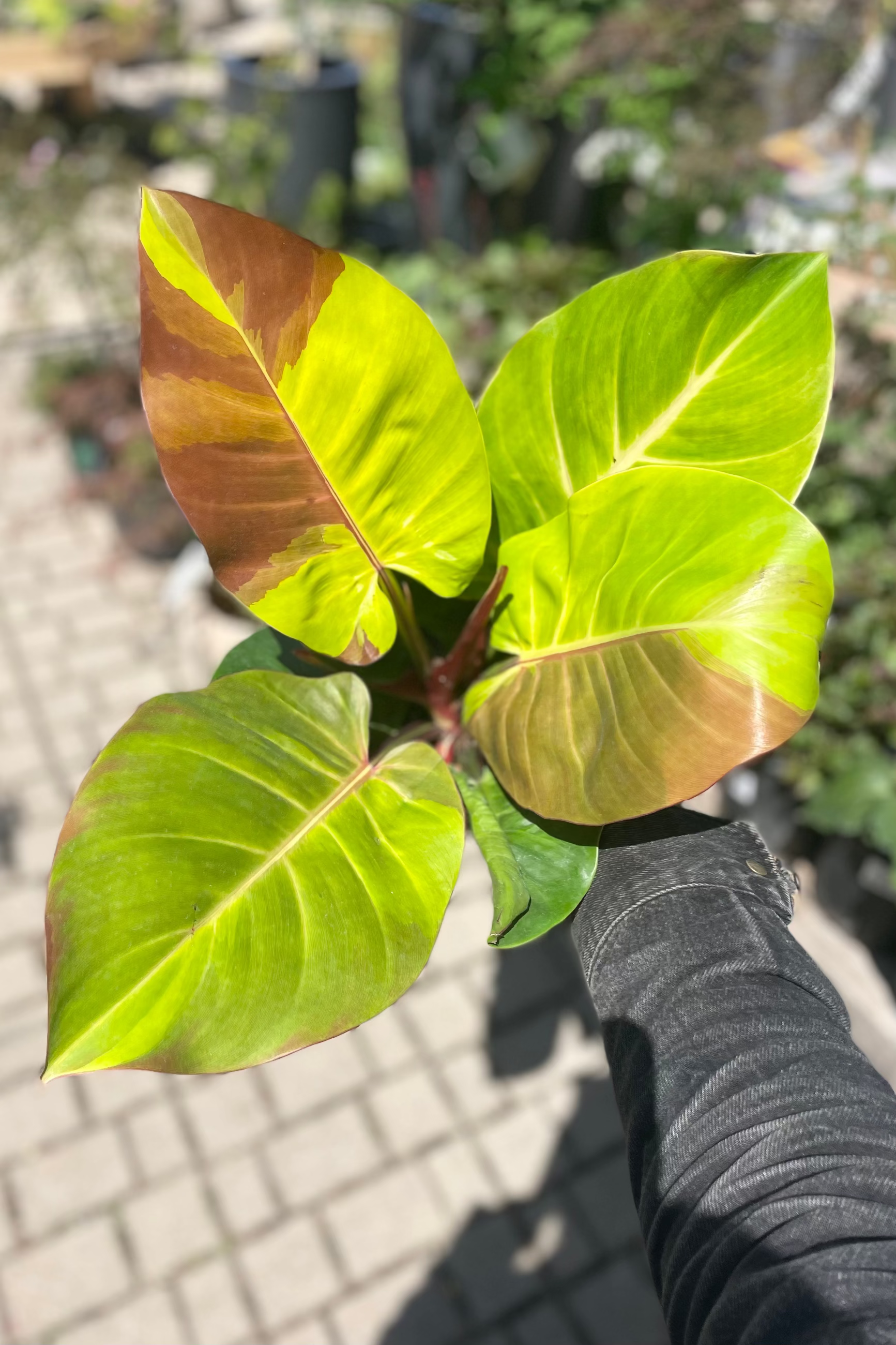 Philodendron 'Yellow Flame' 6" held in hand and showing off its coloration from above ©Sprout Home