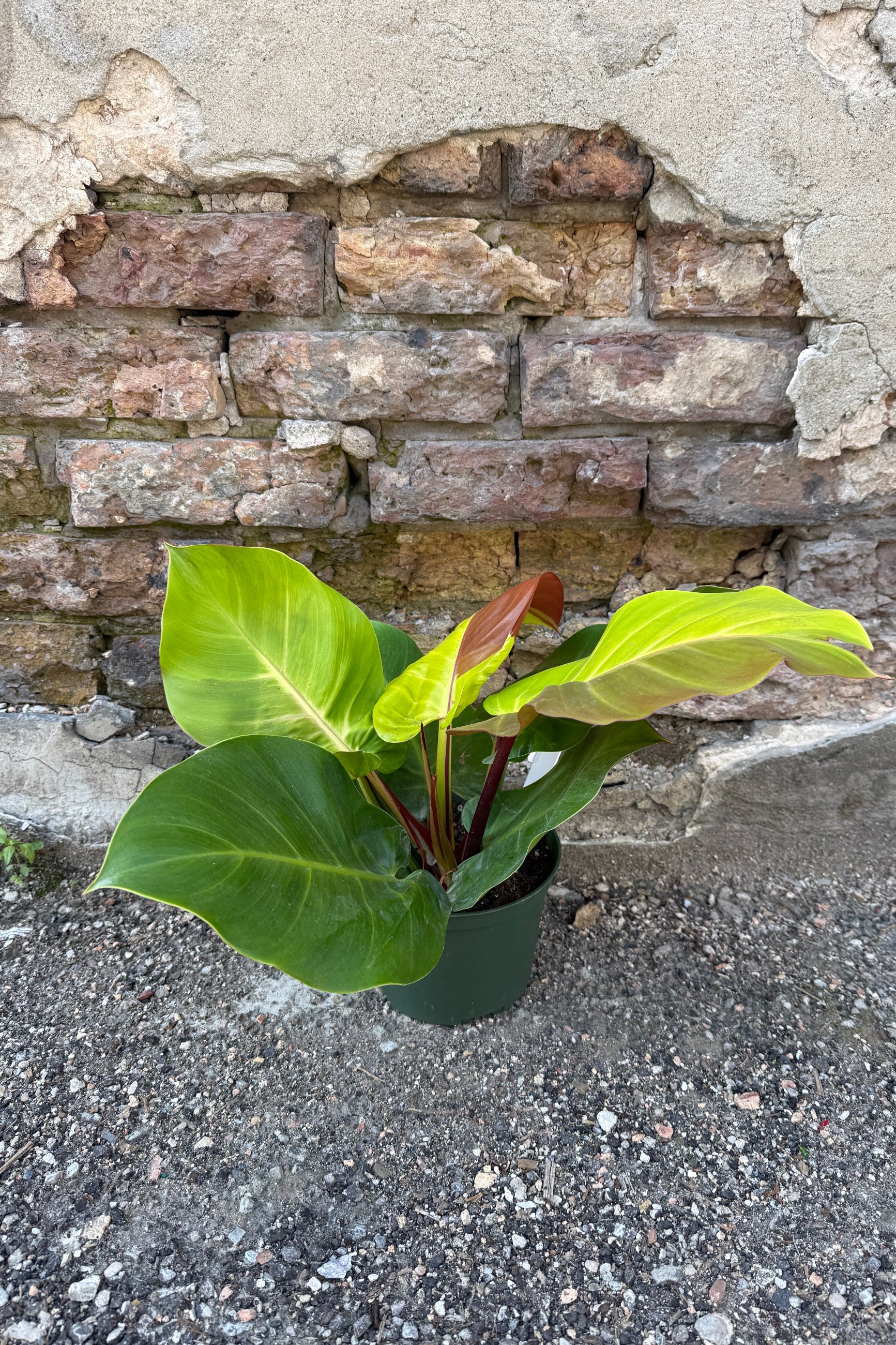 Philodendron 'Yellow Flame' n a 6" growers pot against a brick wall ©Sprout Home