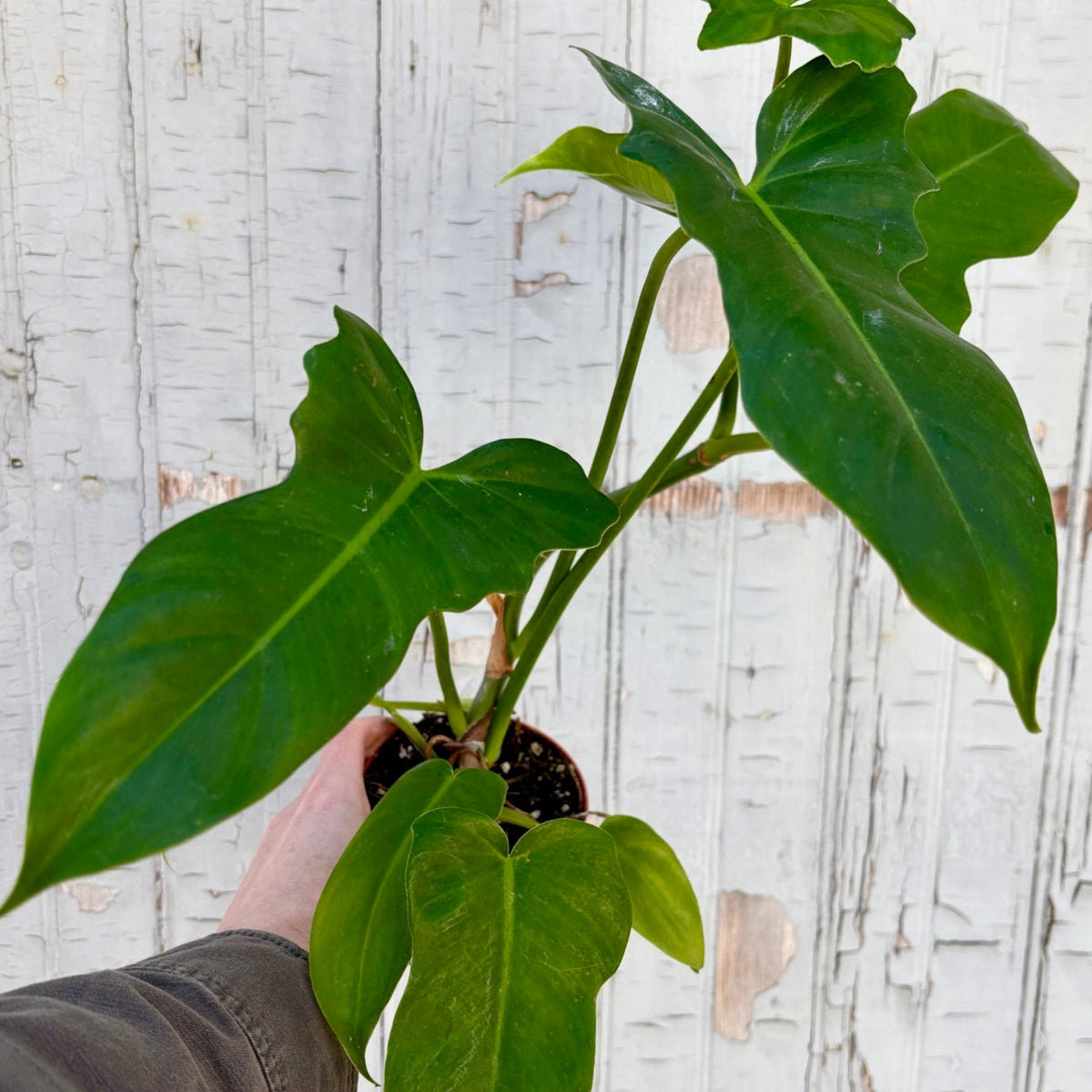 dragon head philodendron Philodendron 'Golden Dragon' 4" at SPROUT HOME