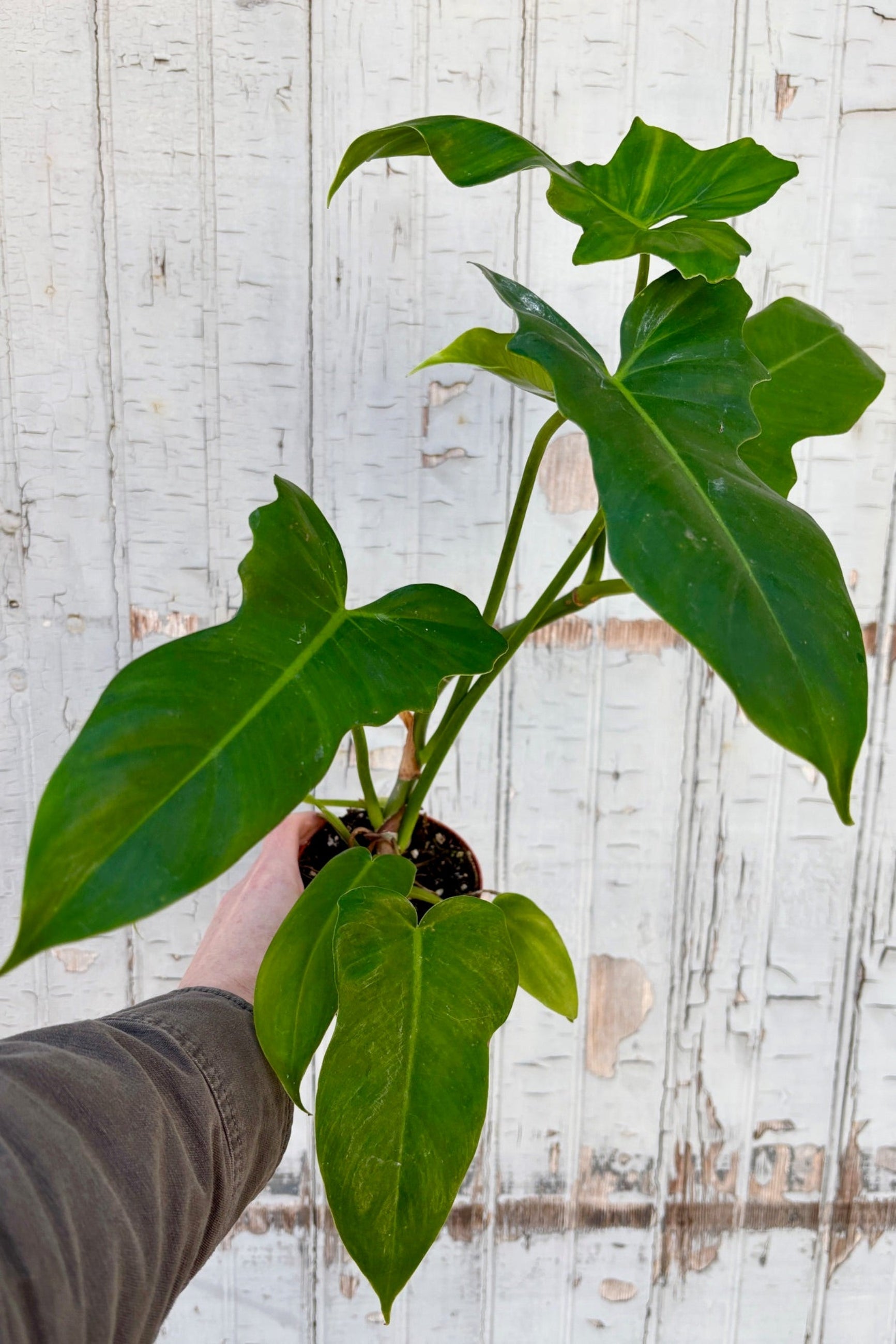 Philodendron 'Golden Dragon' a large-leaved vining philodendron with golden lobe-shaped leaves against a grey wall ©Sprout Home