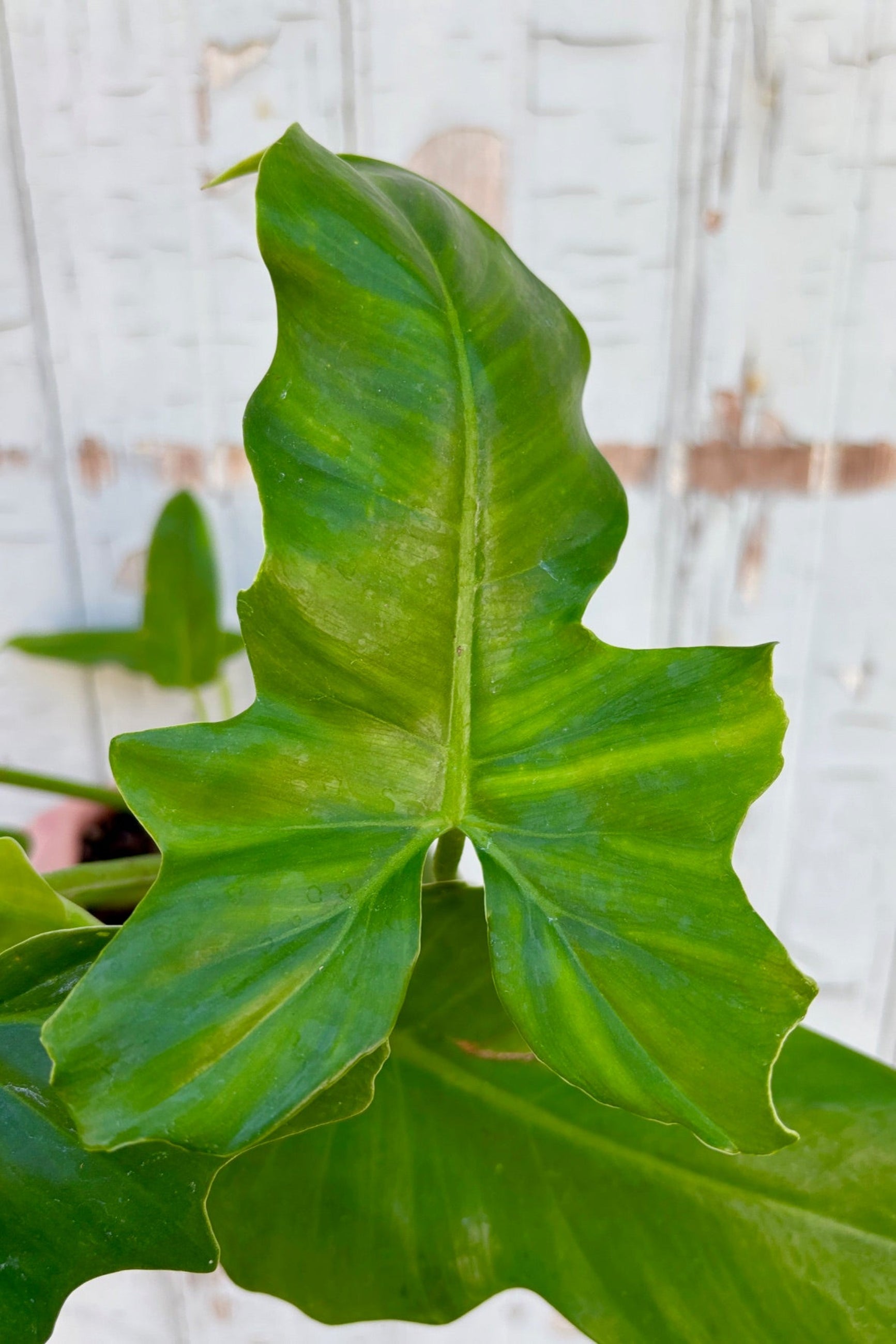 Close up of Philodendron 'Golden Dragon' lobe-shaped leaves against a grey wall ©Sprout Home