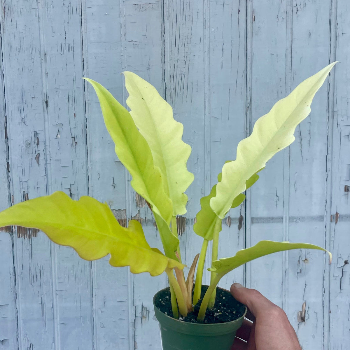 philodendron yellow saw Philodendron gergaji 'Golden Saw'