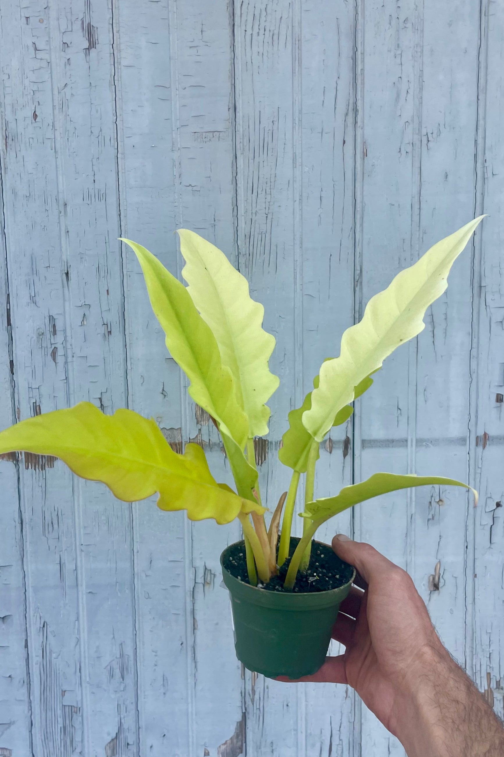 Photo of a hand holding a golden yellow Philodendron in a pot in front of a wooden wall. Philodendron gergaji 'Golden' ©Sprout Home