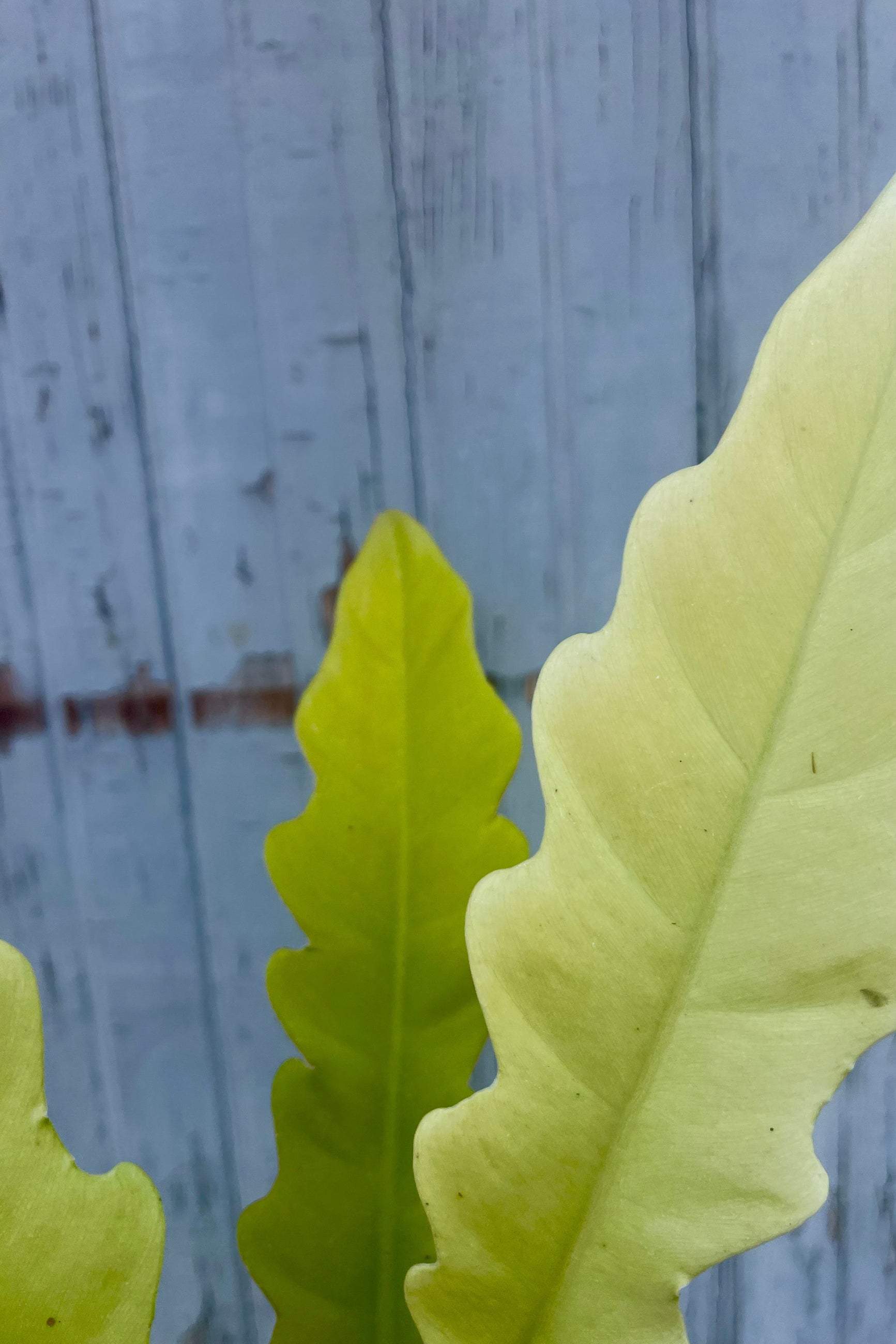 Close-up of golden tropical leaves against a wooden fence background ©Sprout Home