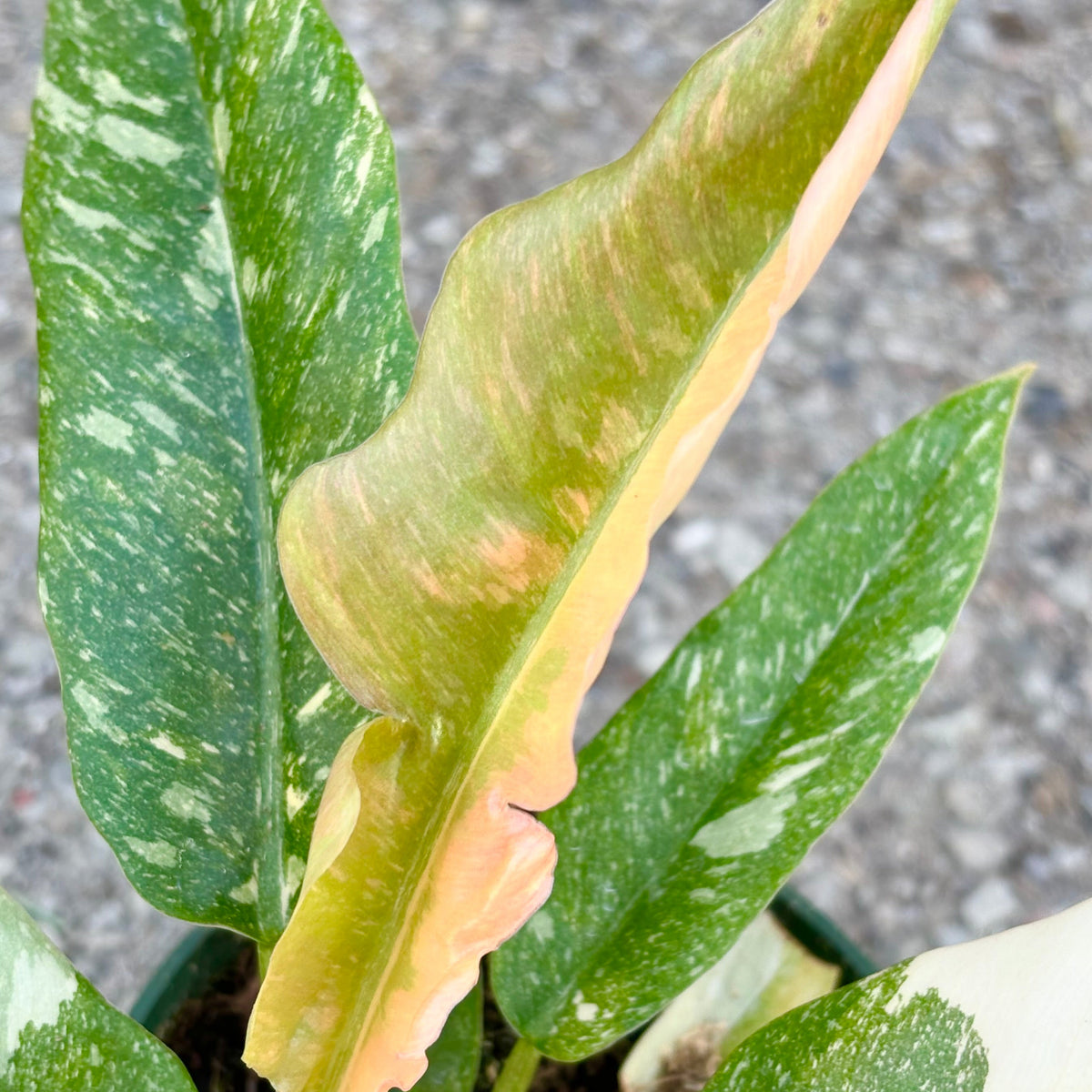 variegated ring of fire philodendron Ring of Fire Variegated Philodendron