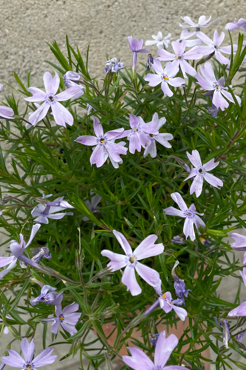 up close picture of the sweet light purple blue blooms of the Phlox 'Emerald Blue' in middle of May