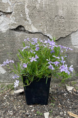 Phlox 'Emerald Blue' in a 1qt container middle of May is full bloom with its purple blue dainty flowers in top of green foliage