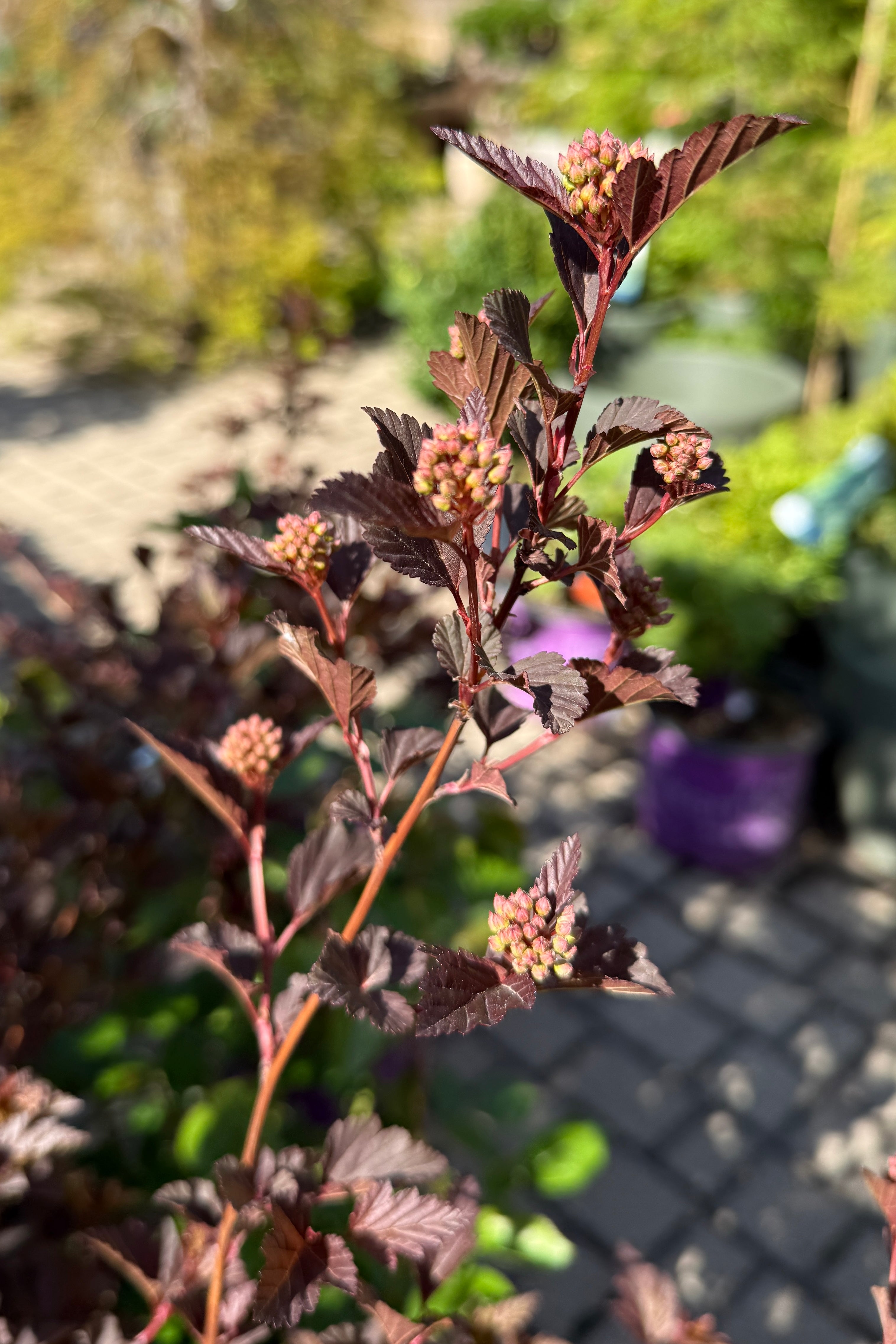 Physocarpus o. 'Summer Wine' branch with buds about to pen the middle of May ©Sprout Home
