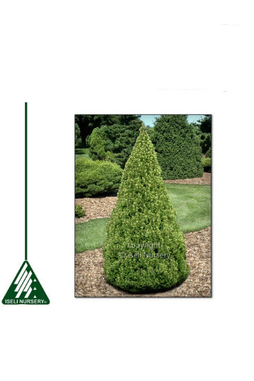Dwarf Alberta Spruce with descriptive text on a green border ©Iseli Nursery