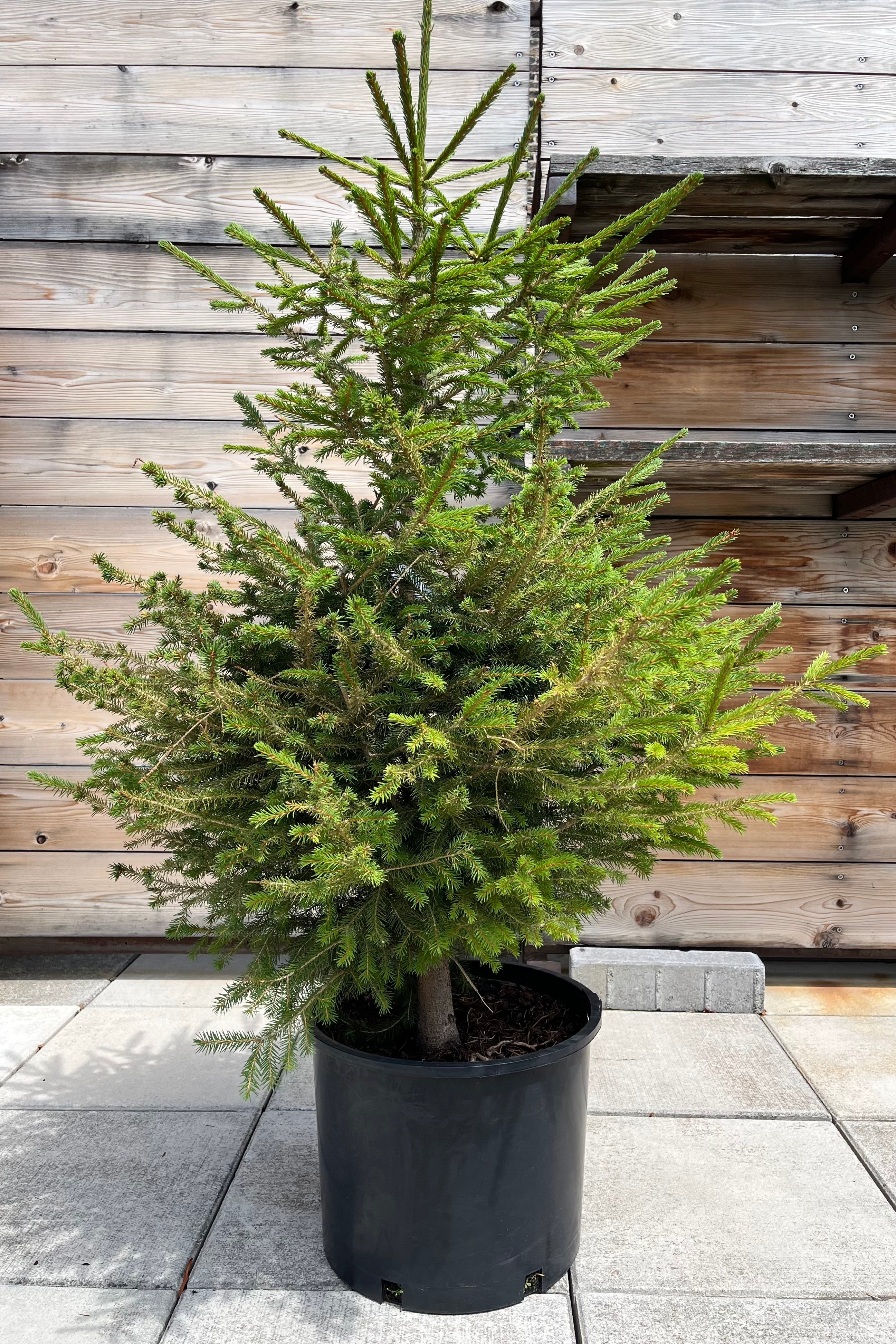 Picea Abies in a #7 growers pot towards the end of July at Sprout Home.