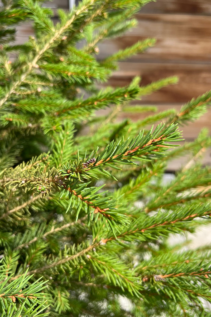 A detail picture of the soft green needles of the Piece abies tree towards the end of July at Sprout Home.