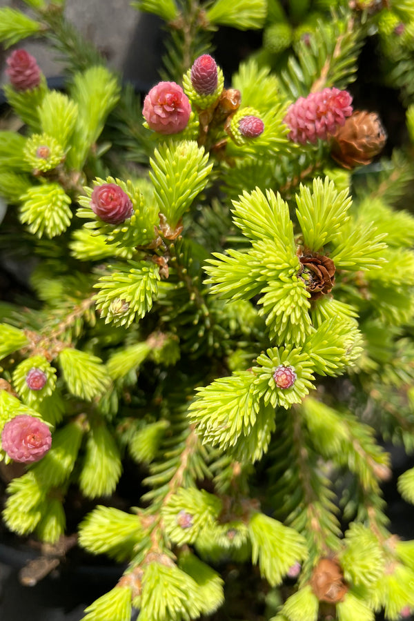 A detail picture of the Picea 'Pusch' foliage and purple cones the beginning of May
