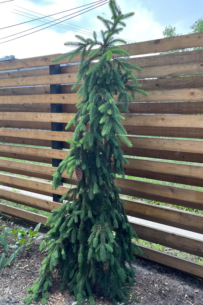 Picea a. 'Pendula' planted in the ground in front of a horizontally cladded cedar fence the beginning of June.