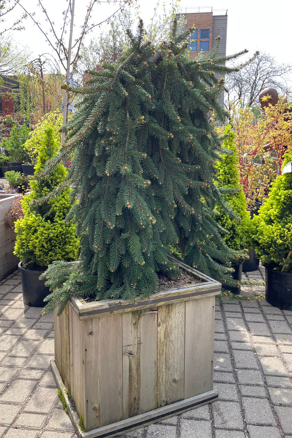 Picea  abies 'Pendula' weeping in a #20 cedar box the middle of April in the Sprout Home yard. 