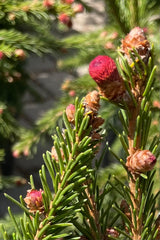 The red tips of the Picea abies 'Ruby Spicata' the beginning of May.