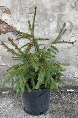 Picea abies 'Rubra Spicata' in a #3 growers pot the beginning of May against a concrete wall showing off the burgundy tips evergreen branches