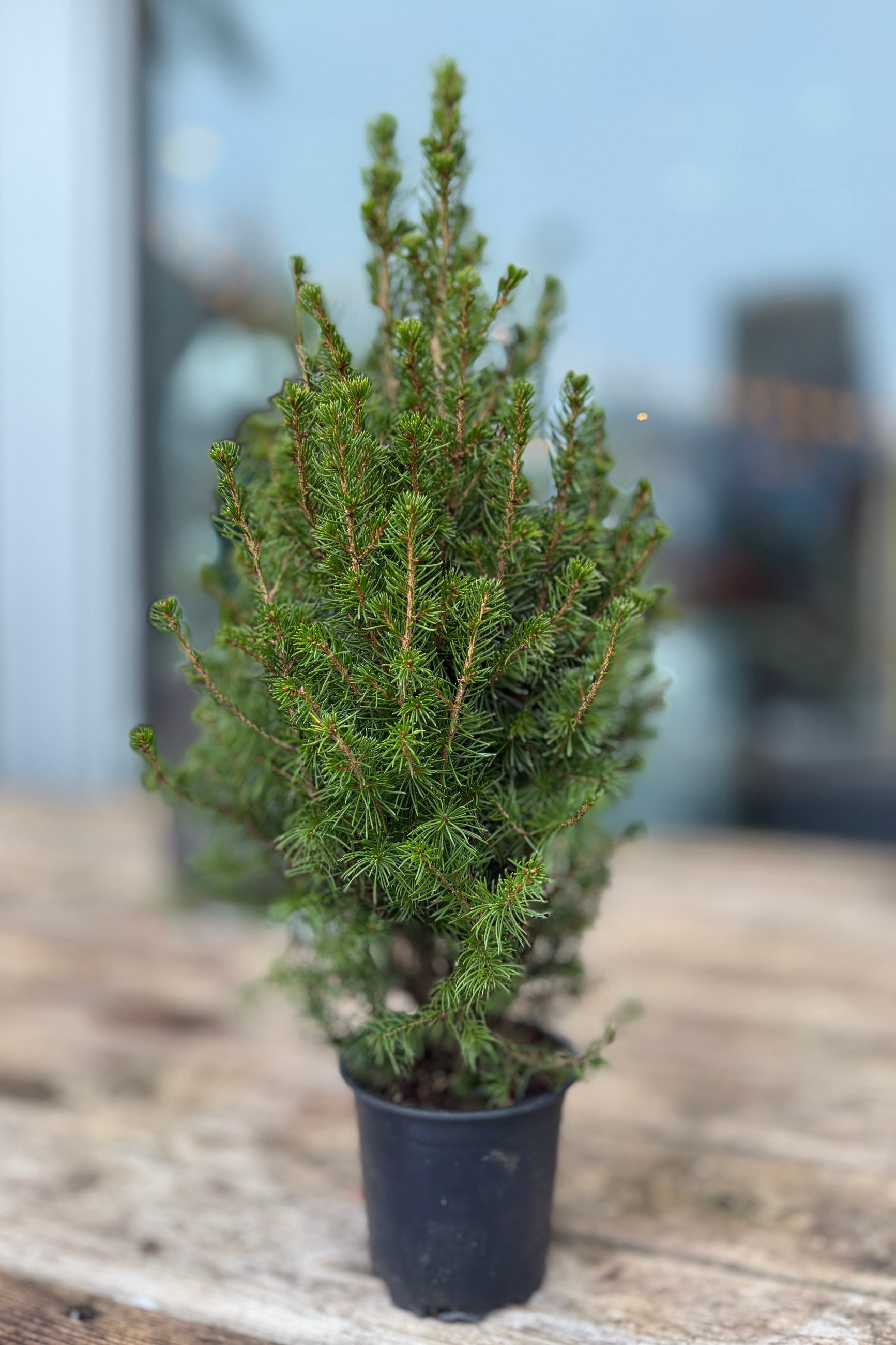 Potted coniferous tree on a wooden surface with a blurred background ©Sprout Home
