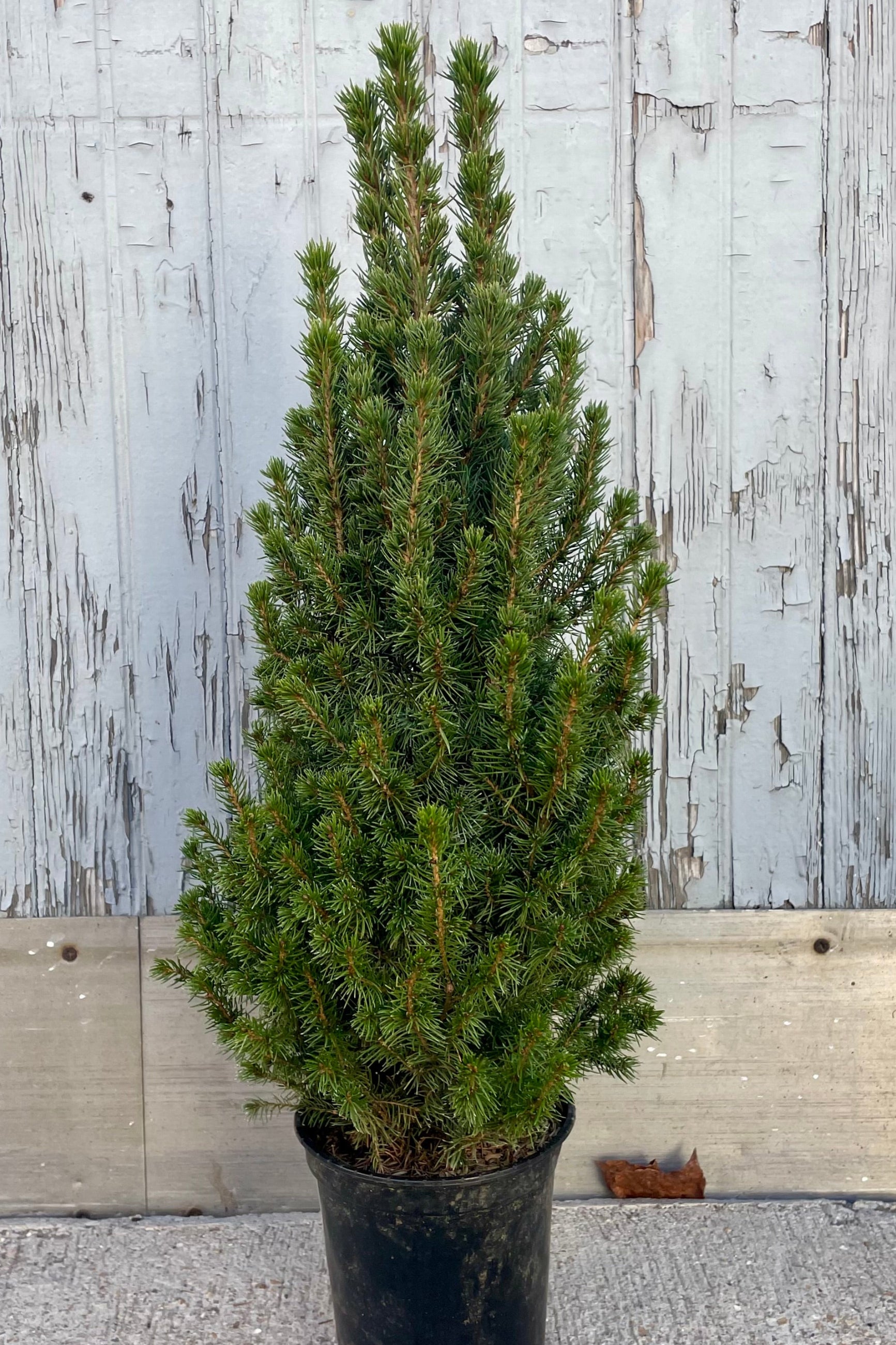 A dark green evergreen in front of a wooden wall. Picea glauca "Alberta Spruce." ©Sprout Home