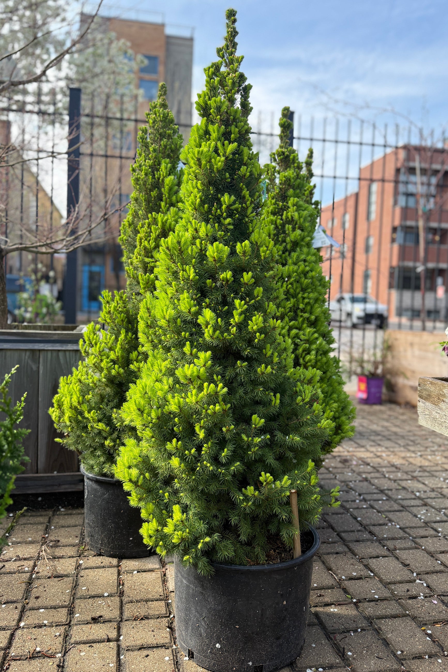 Three potted conifer Picea g. 'Conica' trees in #6 growers pots  on a paved area with buildings in the background ©Sprout Home