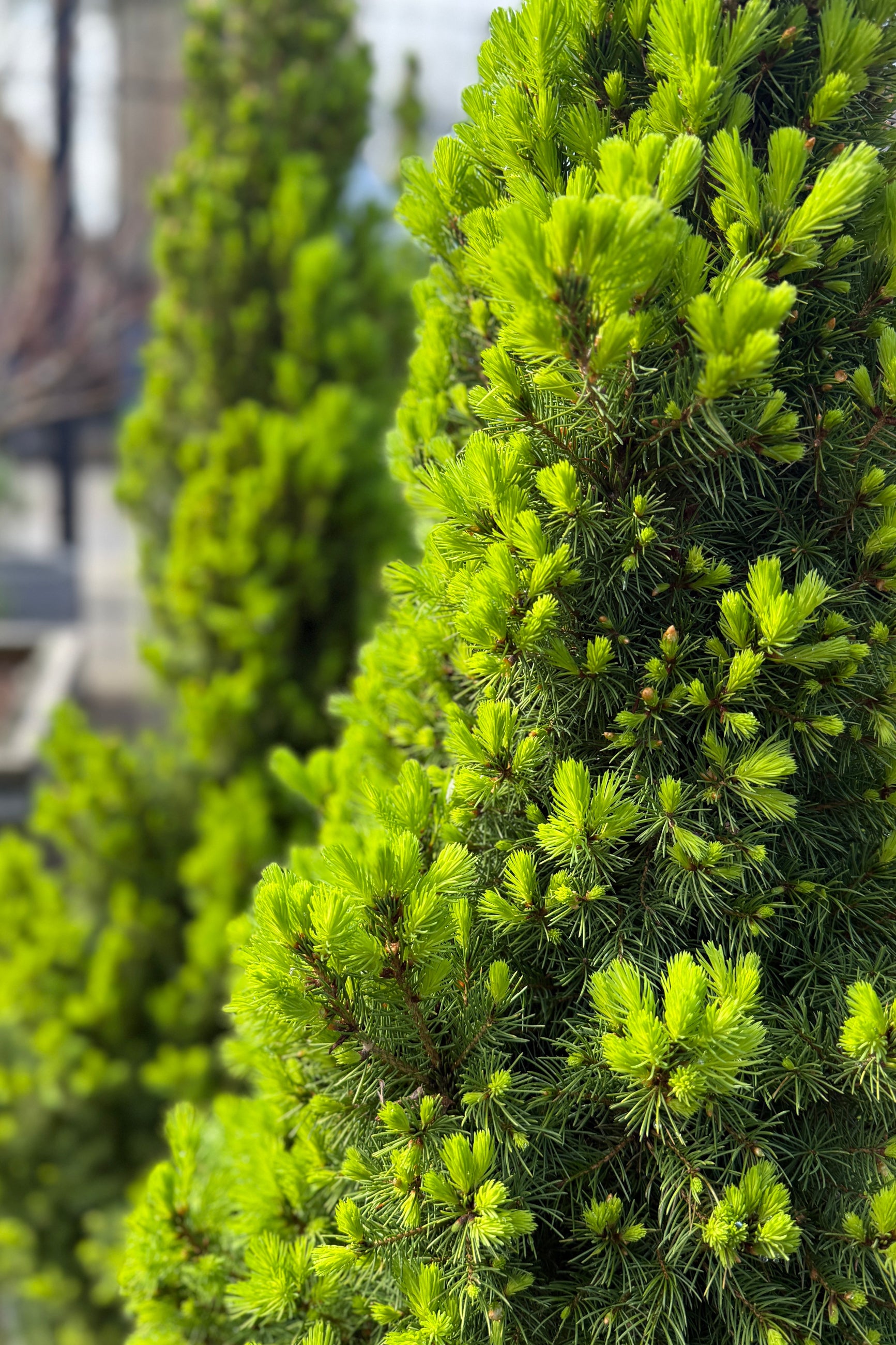 Row of green conifer Picea g. 'Conica' trees with a blurred background ©Sprout Home