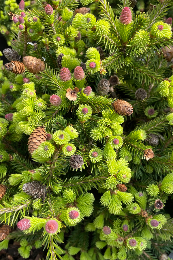 A close up picture of the purple and slightly more mature cones on top of fresh green foliage of the Picea 'Pusch' in the beginning of May