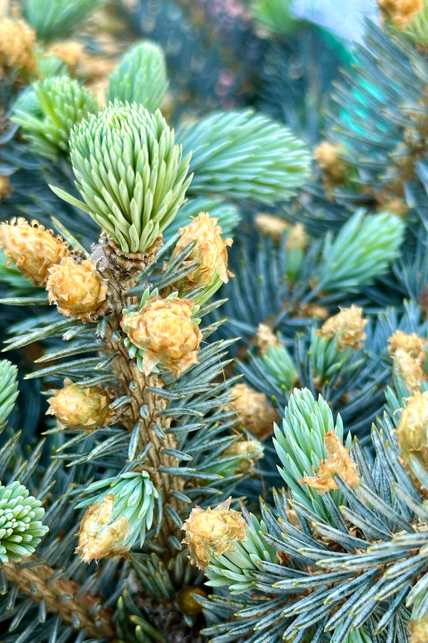 Picea 'Globosa' with fresh blue green candles the end of April. 