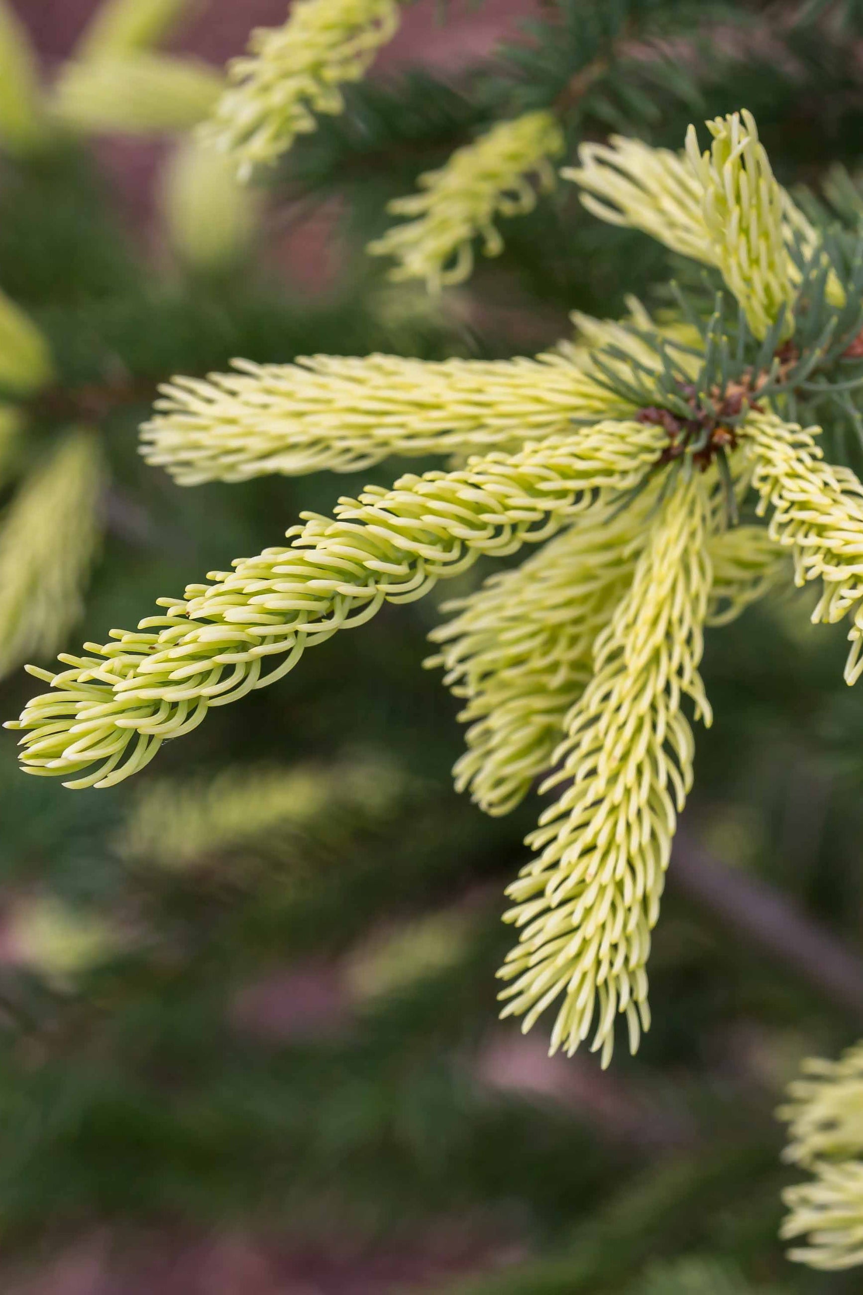 Close-up of a Picea 'Mac's Gold' branch with young green needles on a blurred natural background ©Iseli Nursery