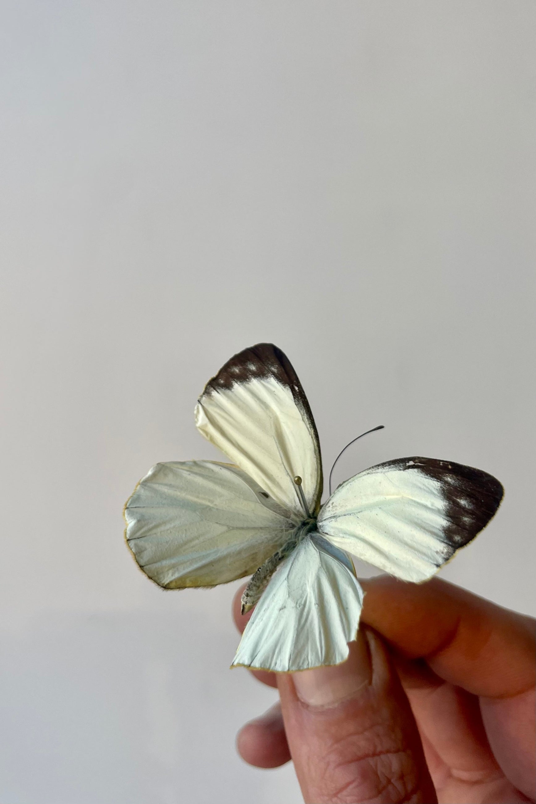 Photo of a hand holding a preserved Delias levicki specimen in front of a white wall. ©Sprout Home