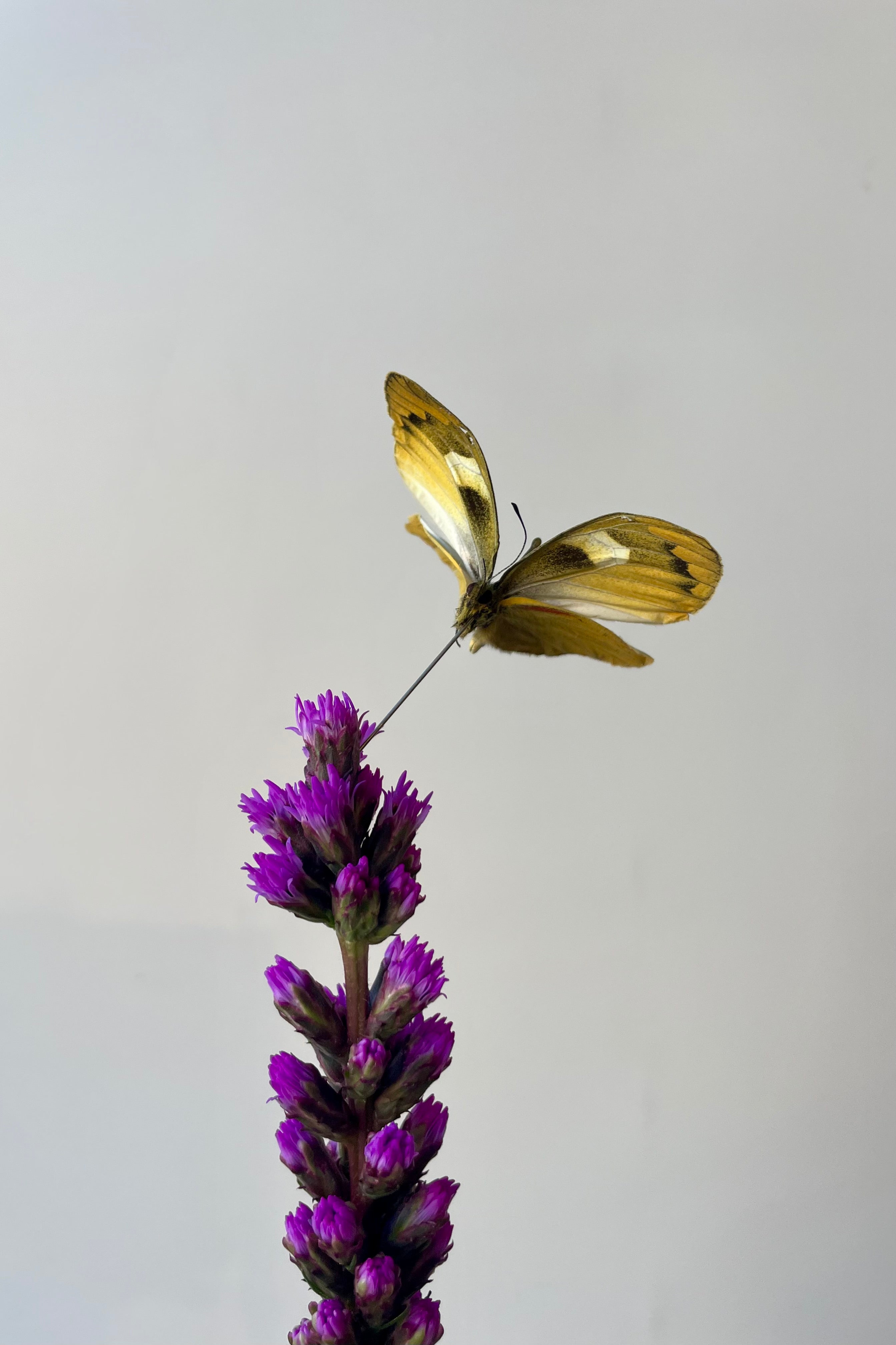 Photo of a Delias levicki butterfly specimen from below. It is shown pinned onto a purple flower in front of a white wall.