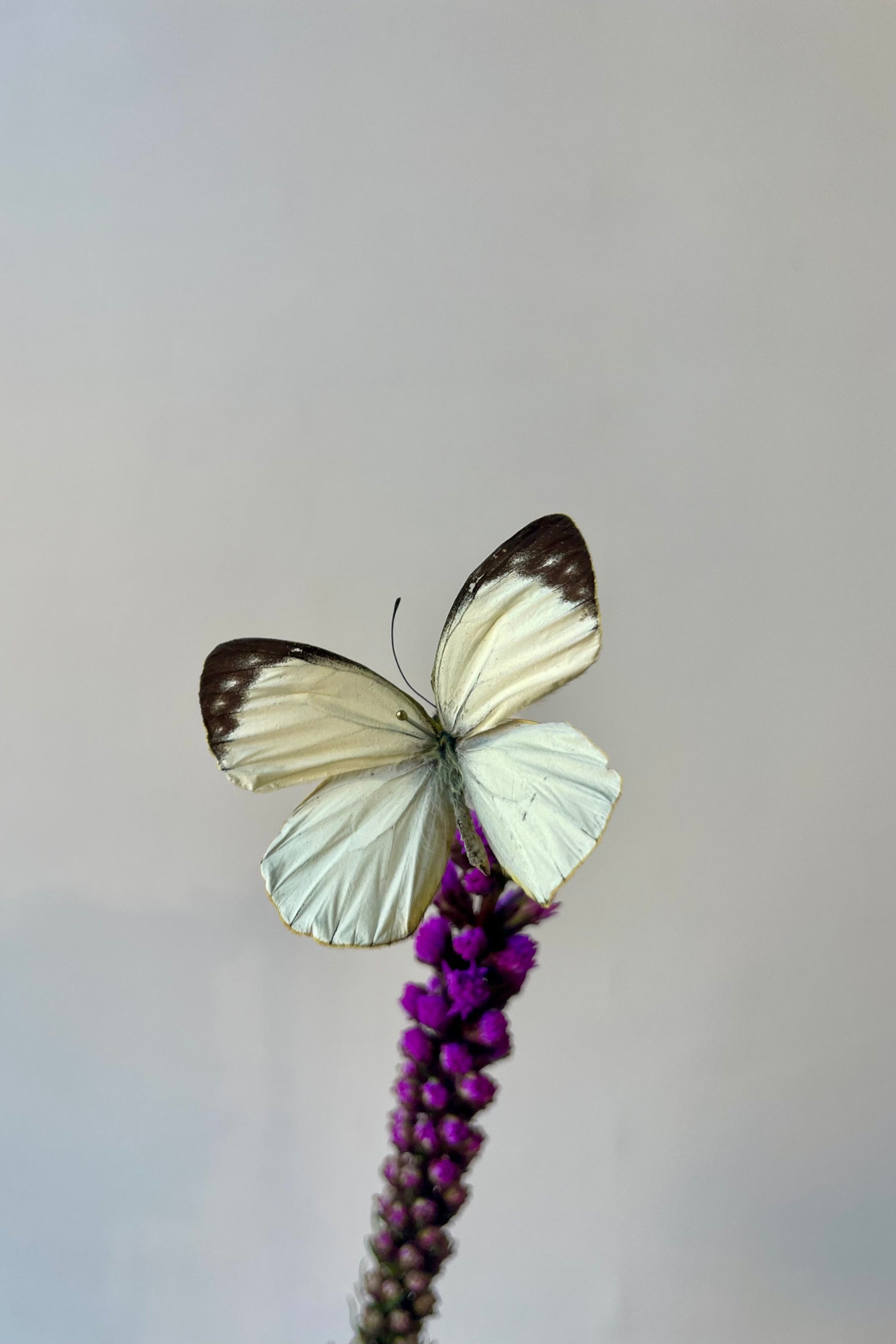 Photo of a preserved Delias levicki butterfly specimen on a purple flower in front of a white wall. ©Sprout Home