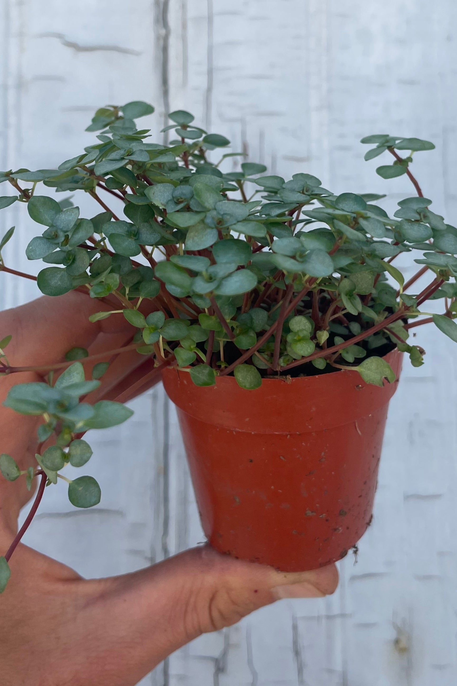 Photo of a hand holding a small houseplant in an orange pot in front of a gray wall. The plant is Pilea glauca and has small round blue-green leaves. Sprawling red stems trail over the edge of the pot. ©Sprout Home