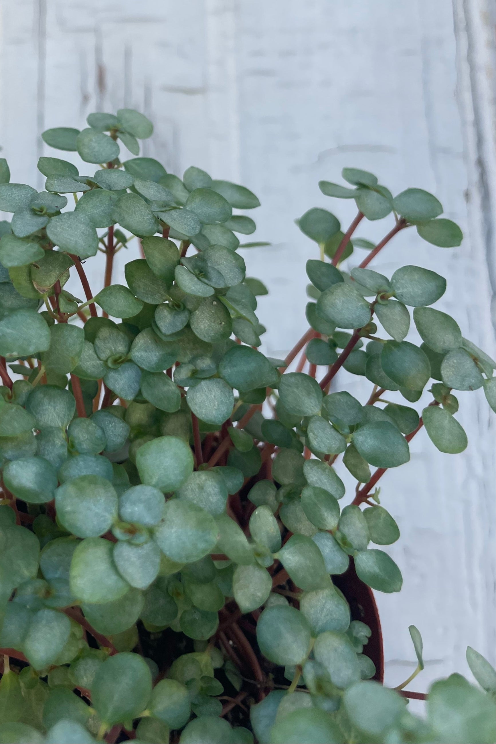 A small houseplant in front of a gray wall. The plant is Pilea glauca and has small round blue-green leaves. Sprawling red stems trail over the edge of the pot. ©Sprout Home