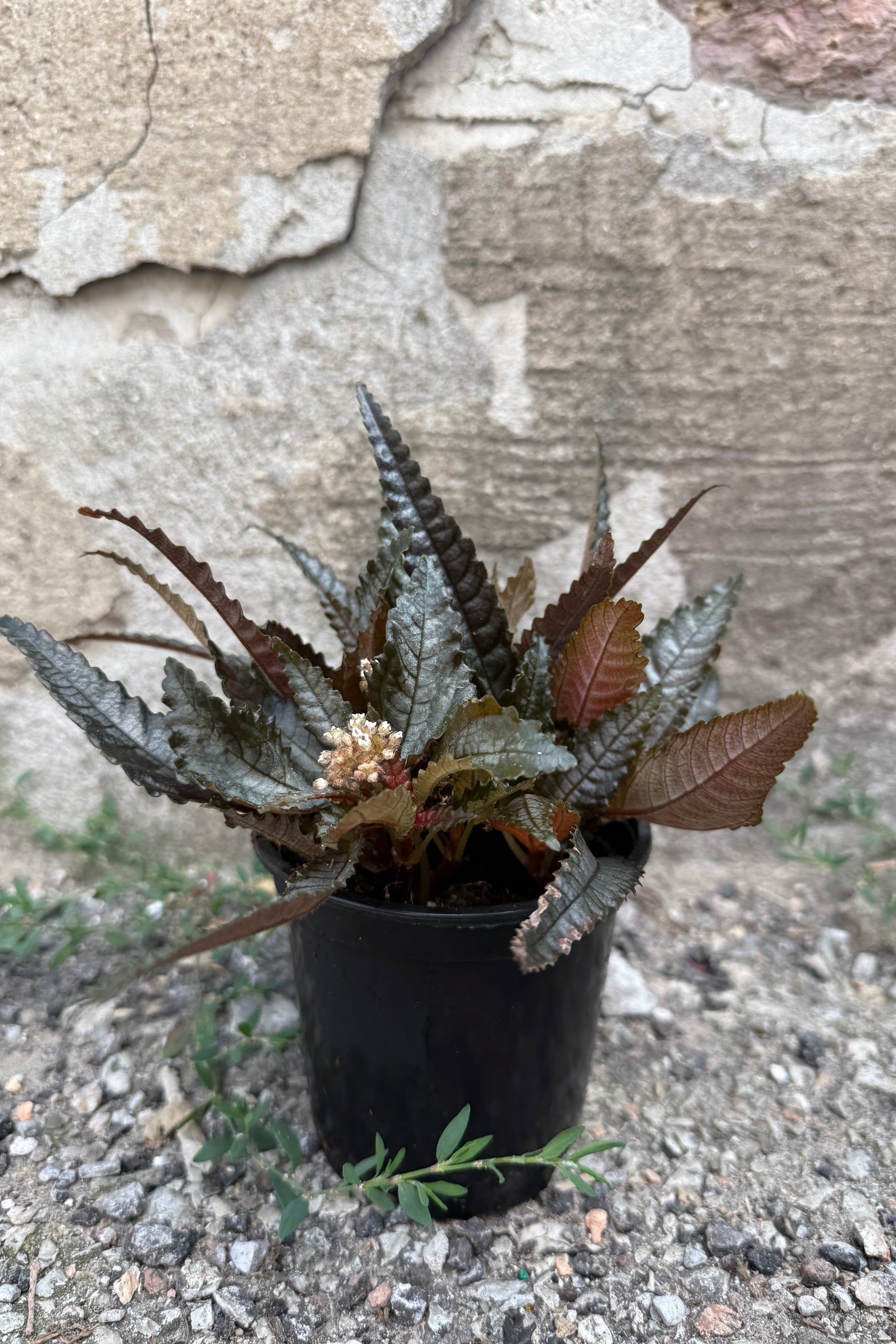 Pilea hitchcokii 4" with dark green and reddish-brown textured leaves, growing in a black nursery pot on gravel against a stone wall background. ©Sprout Home