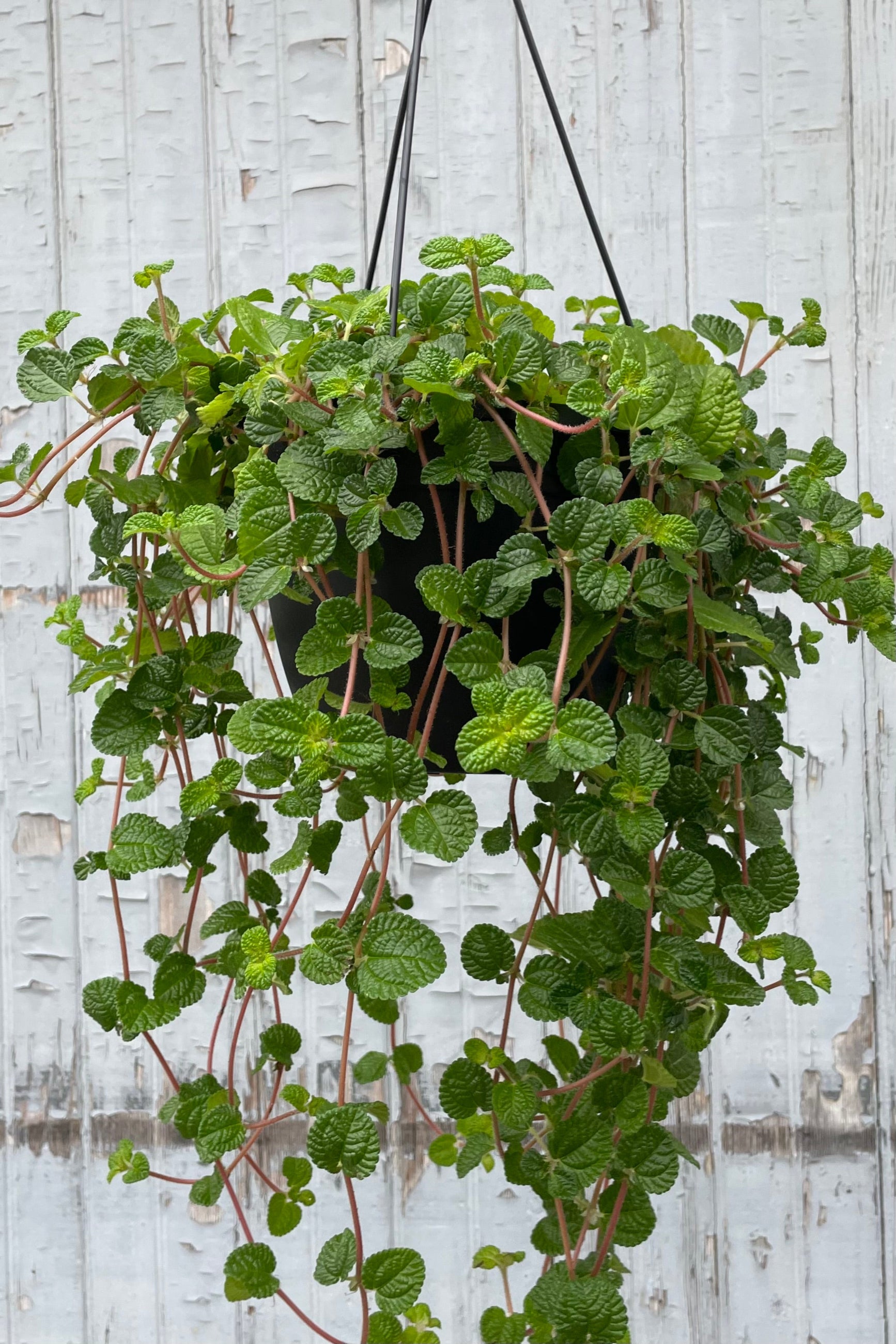Photo of a vining plant against a gray wooden wall. The plant has pink cascading stems with clusters of round green, textures leaves. The plant is Pilea nummulariifolia and commonly called "Creeping Charlie." ©Sprout Home