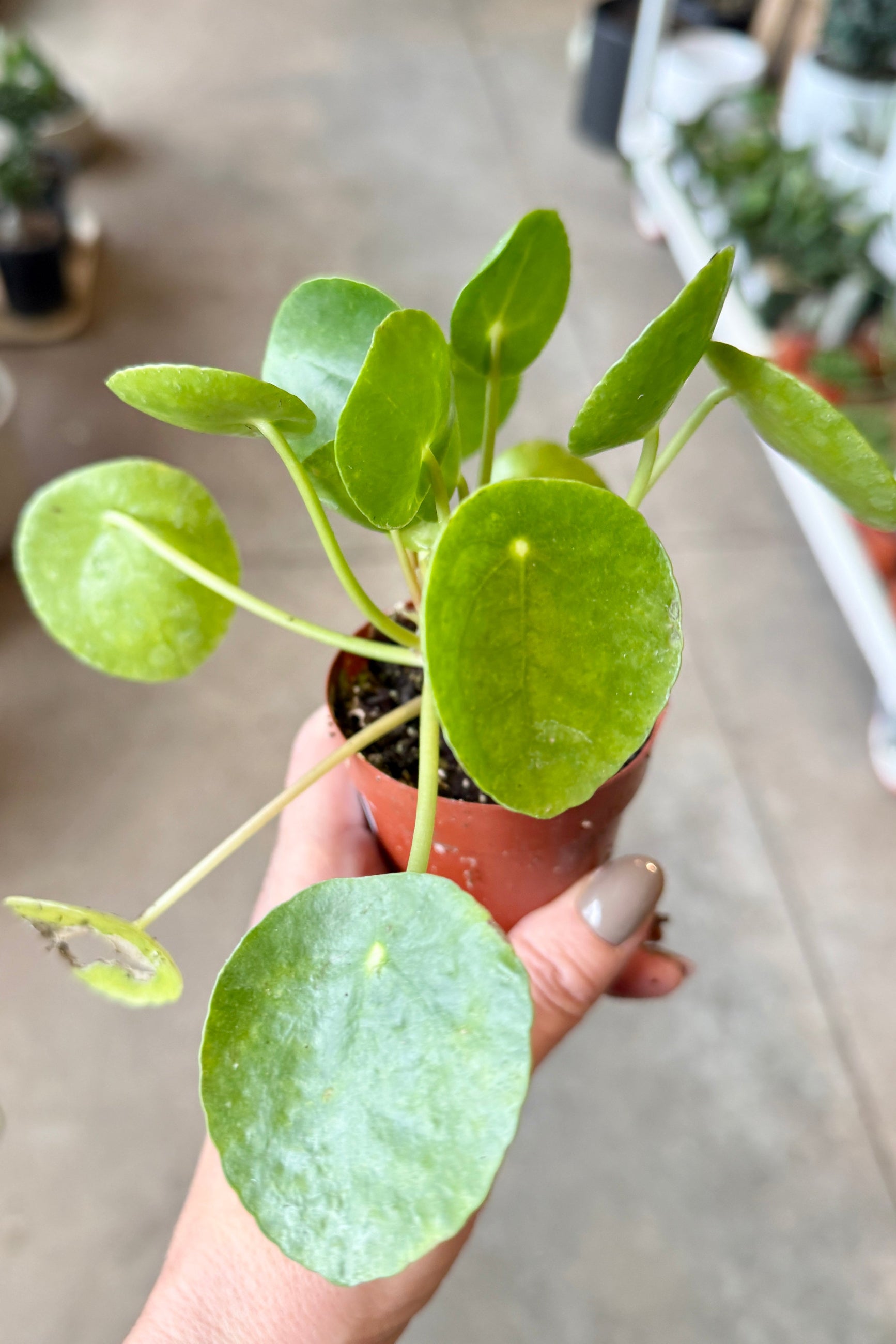 Small Pilea peperomioides 3"potted plant held by a hand on a blurred indoor background ©Sprout Home
