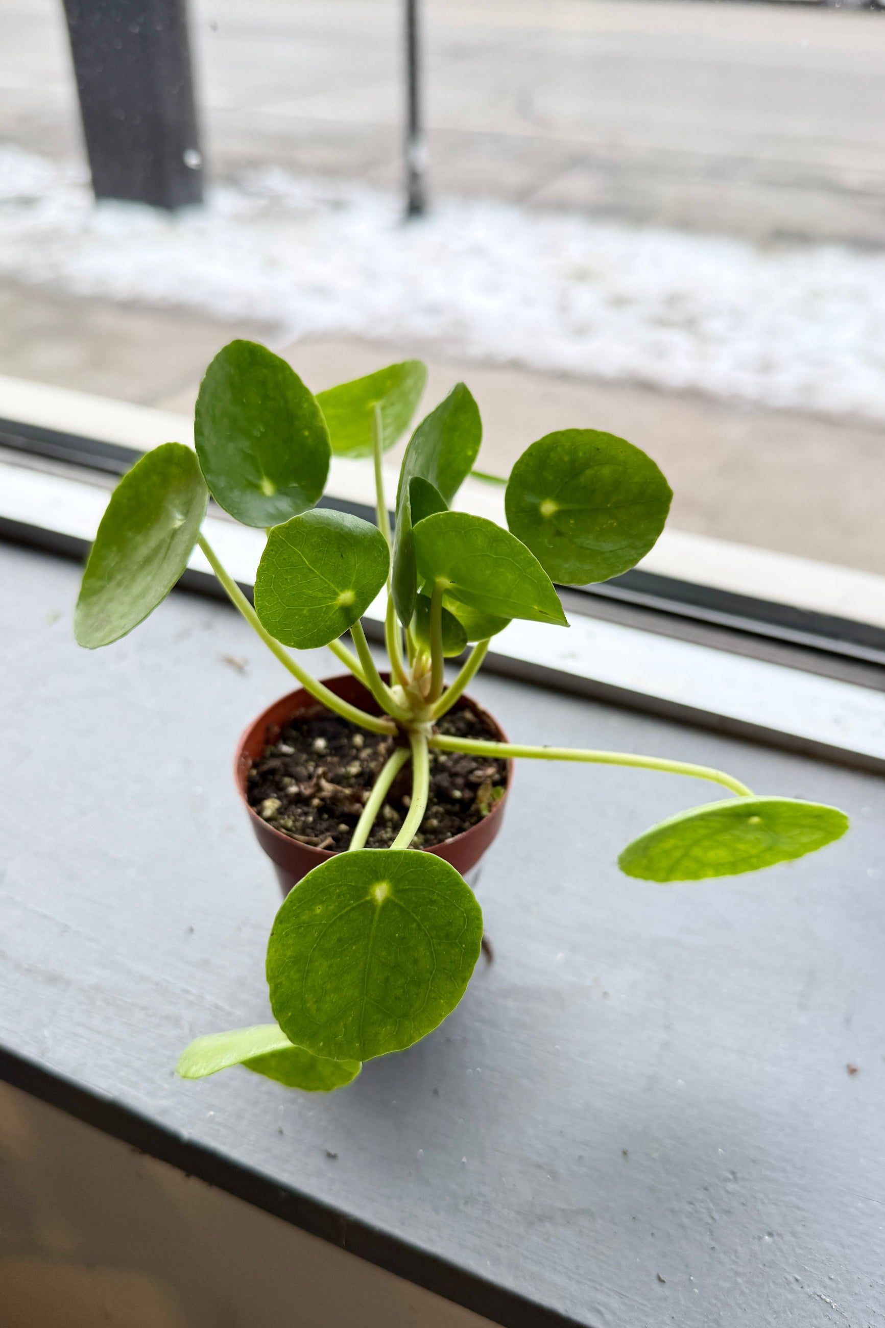Small Pilea peperomioides 3" potted plant on a windowsill with a blurred background ©Sprout Home