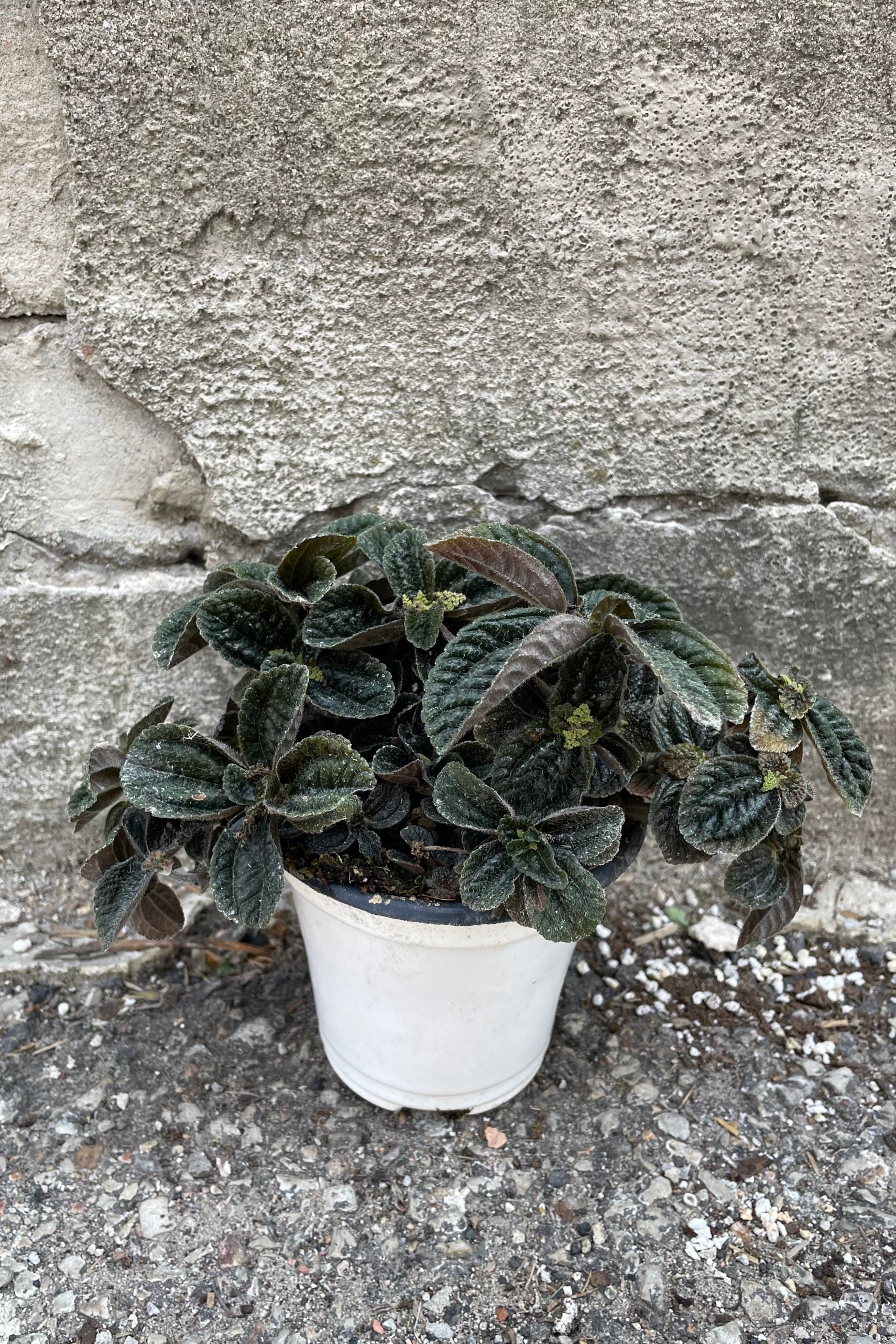 A full view of Pilea repens "Black Leaf" 4" in grow pot against concrete backdrop ©Sprout Home