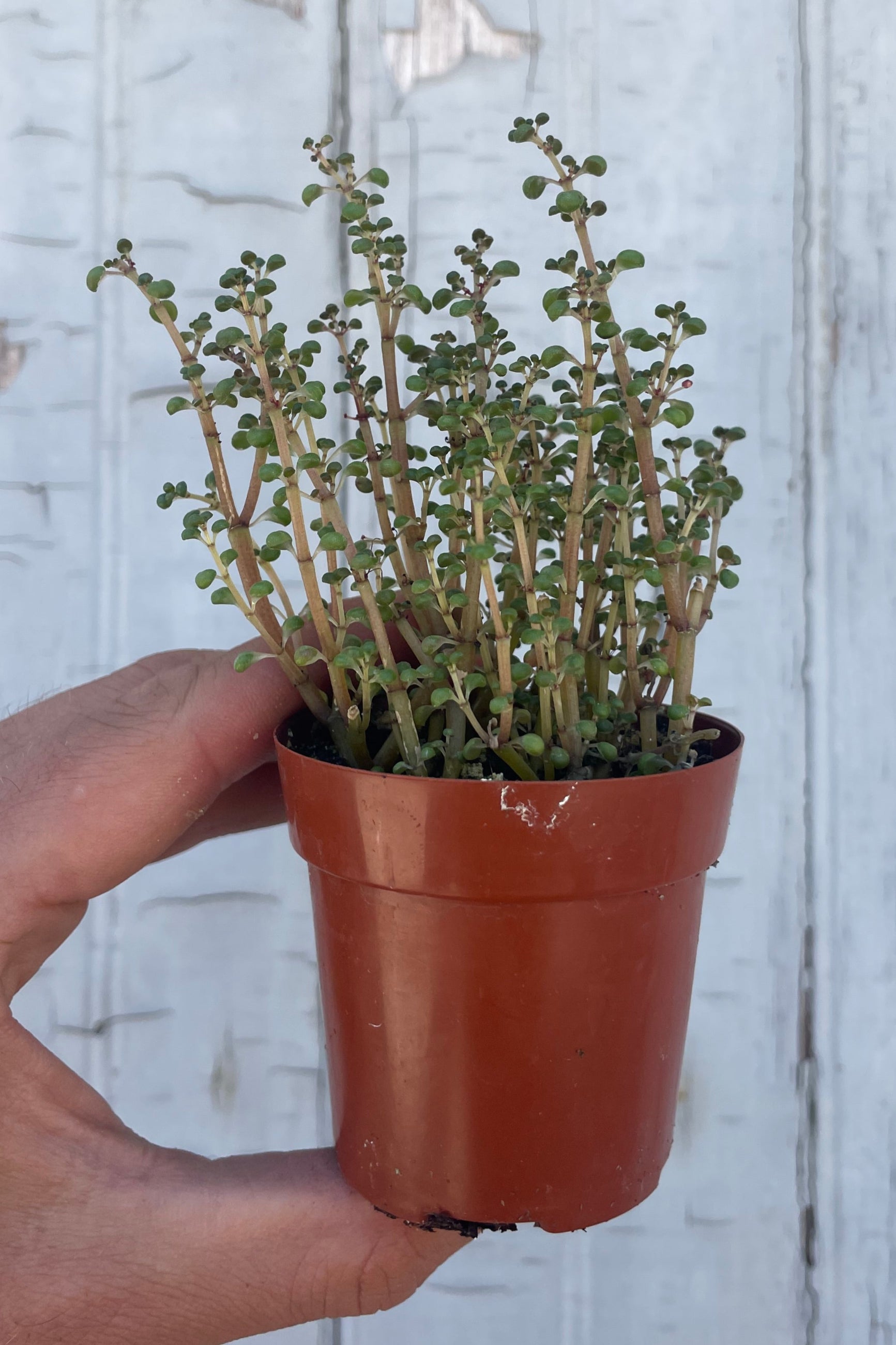 Photo of a hand holding an orange pot in front of a gray wall with a small houseplant. The plant has red upright stems with tiny, spherical pale green leaves. The plant is Pilea globosa ©Sprout Home