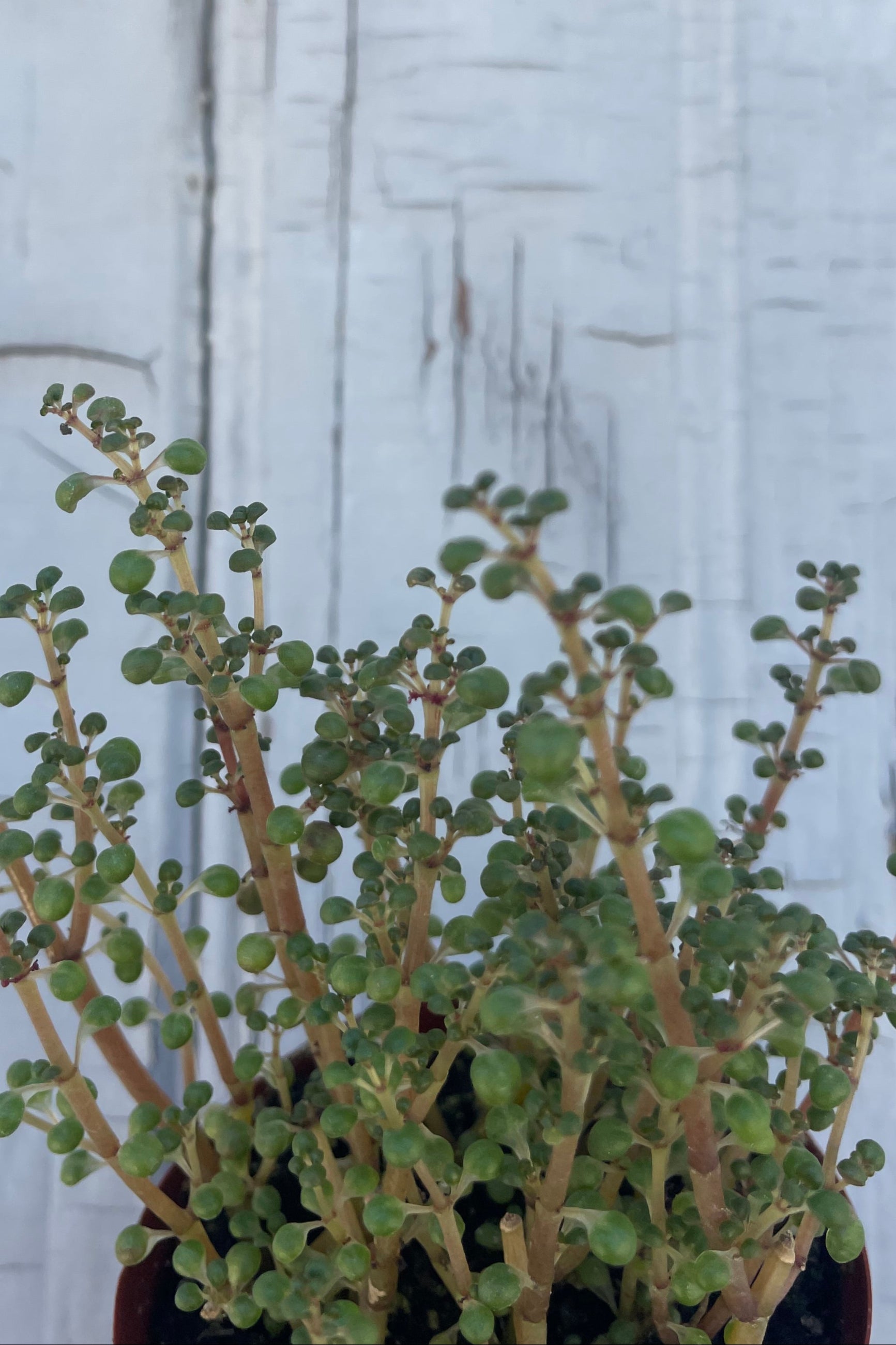 Close photo of a small houseplant in front of a gray wall. The plant has red upright stems with tiny, spherical pale green leaves. The plant is Pilea globosa ©Sprout Home