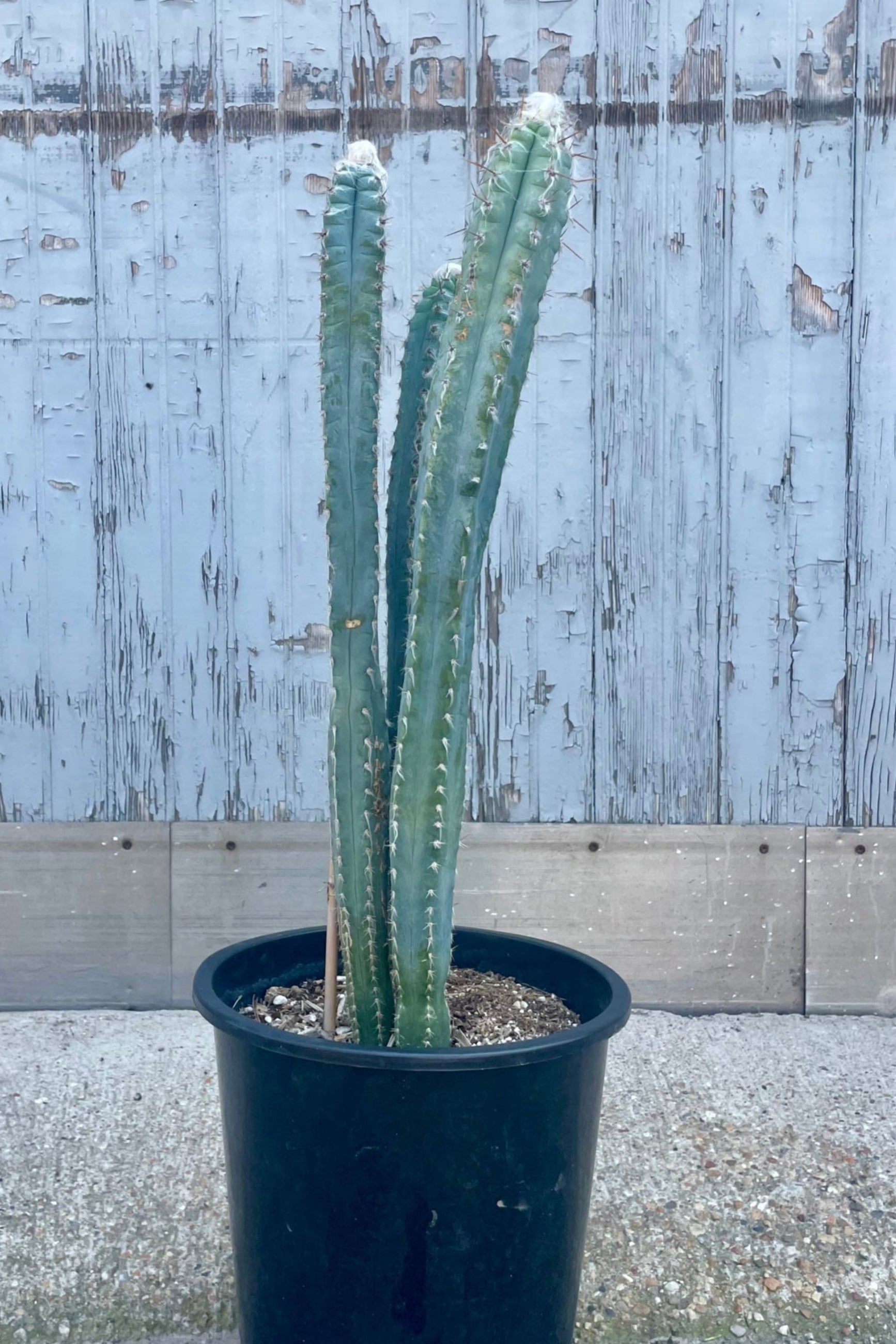 Photo of a blue cactus with wool and spines in front of a blurred background . Pilocereus cactus ©Sprout Home
