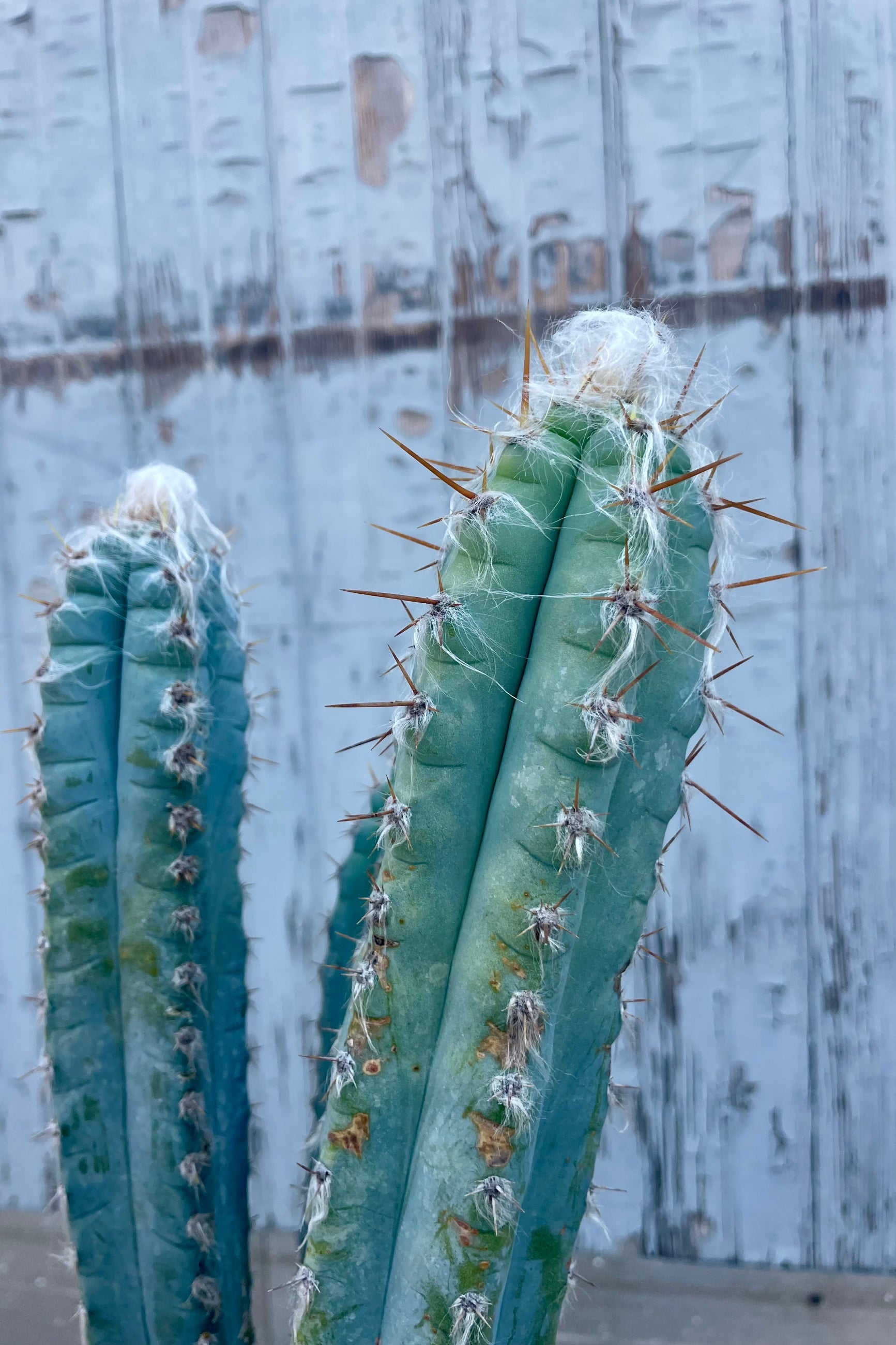 Photo of a blue cactus with wool and spines in front of a blurred background . Pilocereus cactus ©Sprout Home