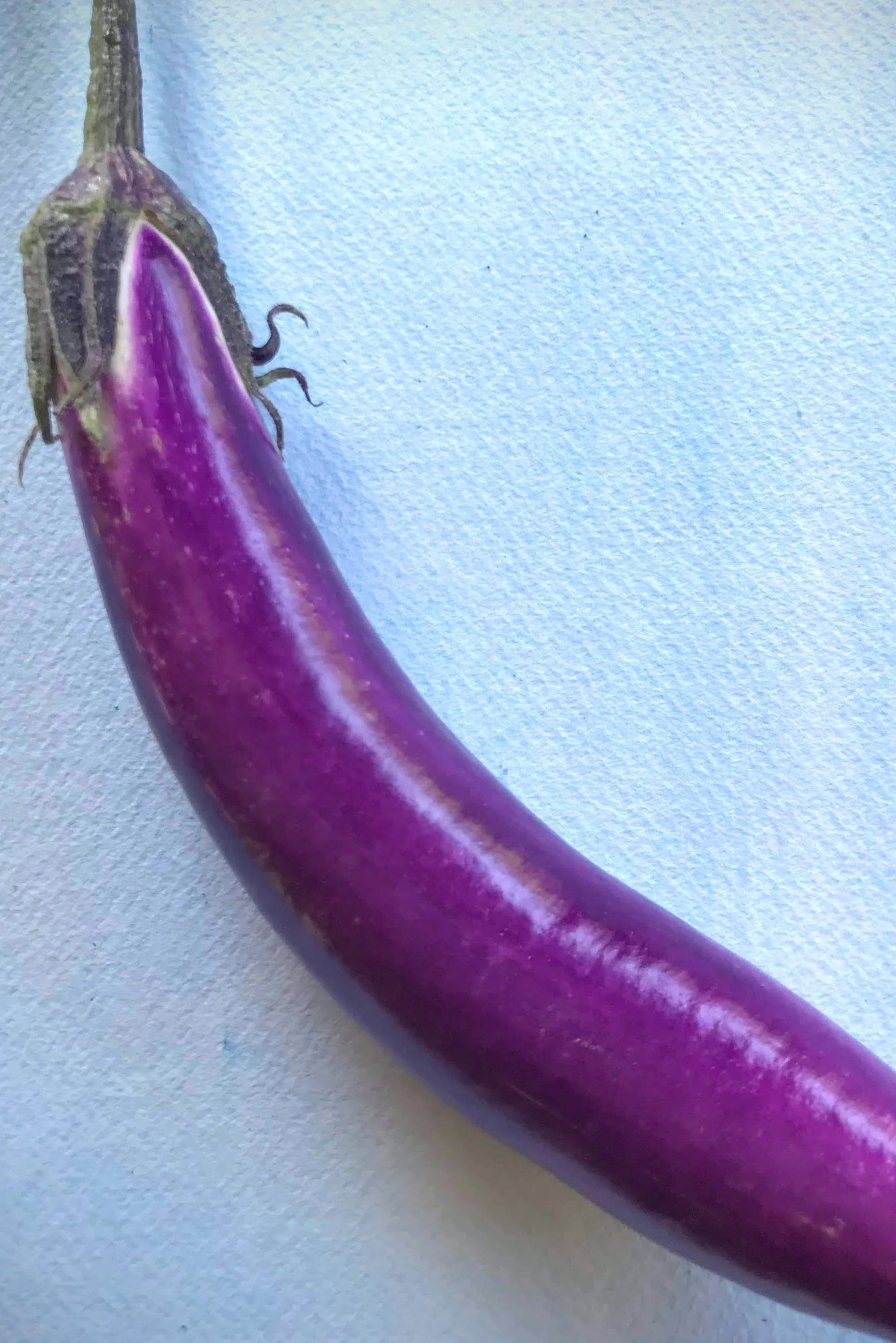 Purple Ping Tung eggplant on a light blue fabric background ©Hudson Valley Seed Co.