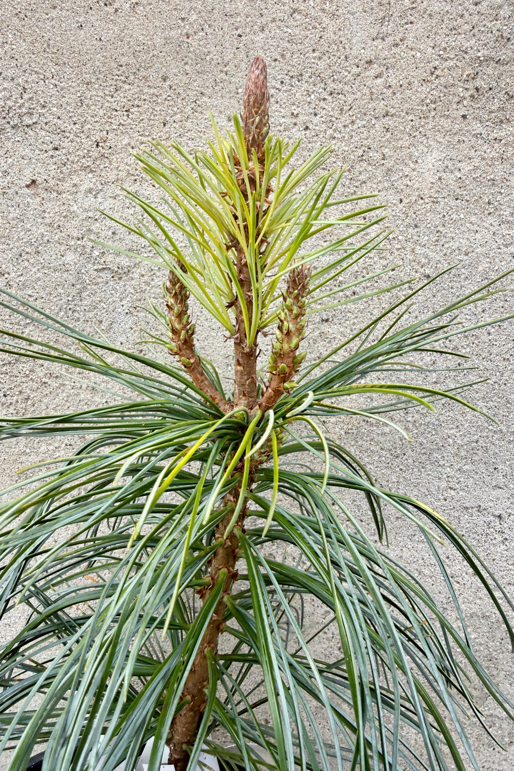 up close detail of the needles of a Pinus koraiensis 'Oculus Draconis' against a gray concrete wall ©Sprout Home