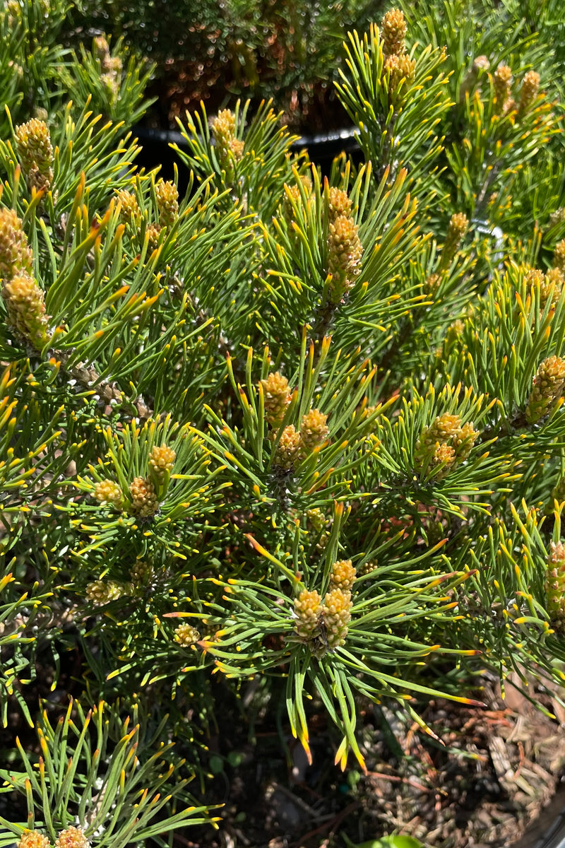 Detail of the needle like leaves of the Pinus Mugo the beginning of May