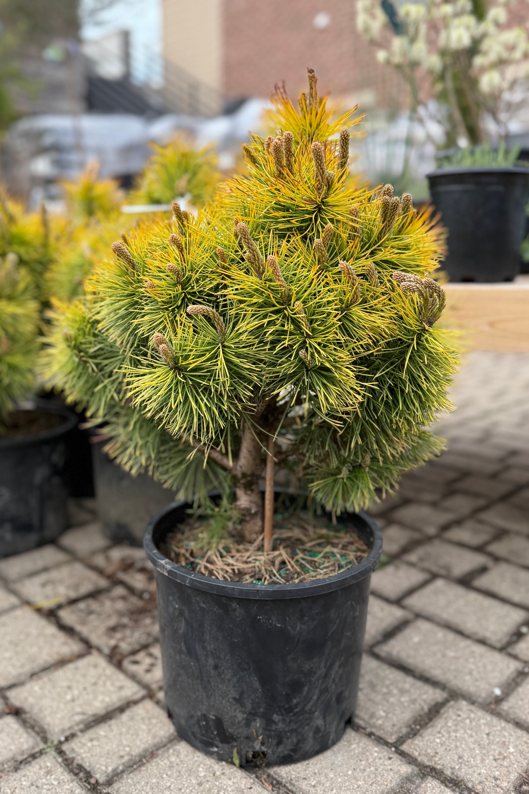 Potted Pinus m. 'Wintersonne' plant in a #3 growers pot on a paved area with other plants in the background ©Sprout Home