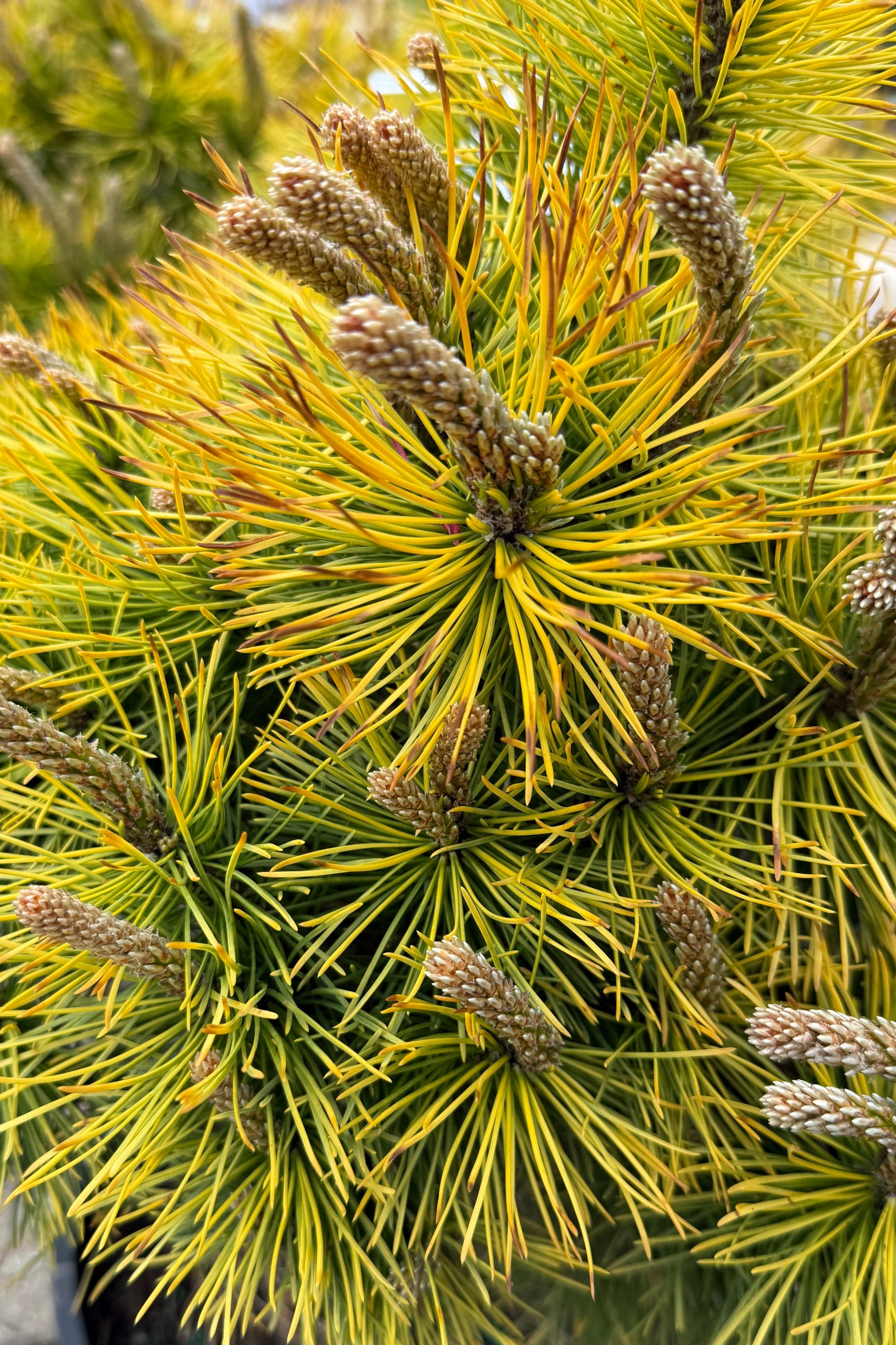 Close-up of a Pinus m. 'Wintersonne' pine tree with yellow-green needles and cones. ©Sprout Home