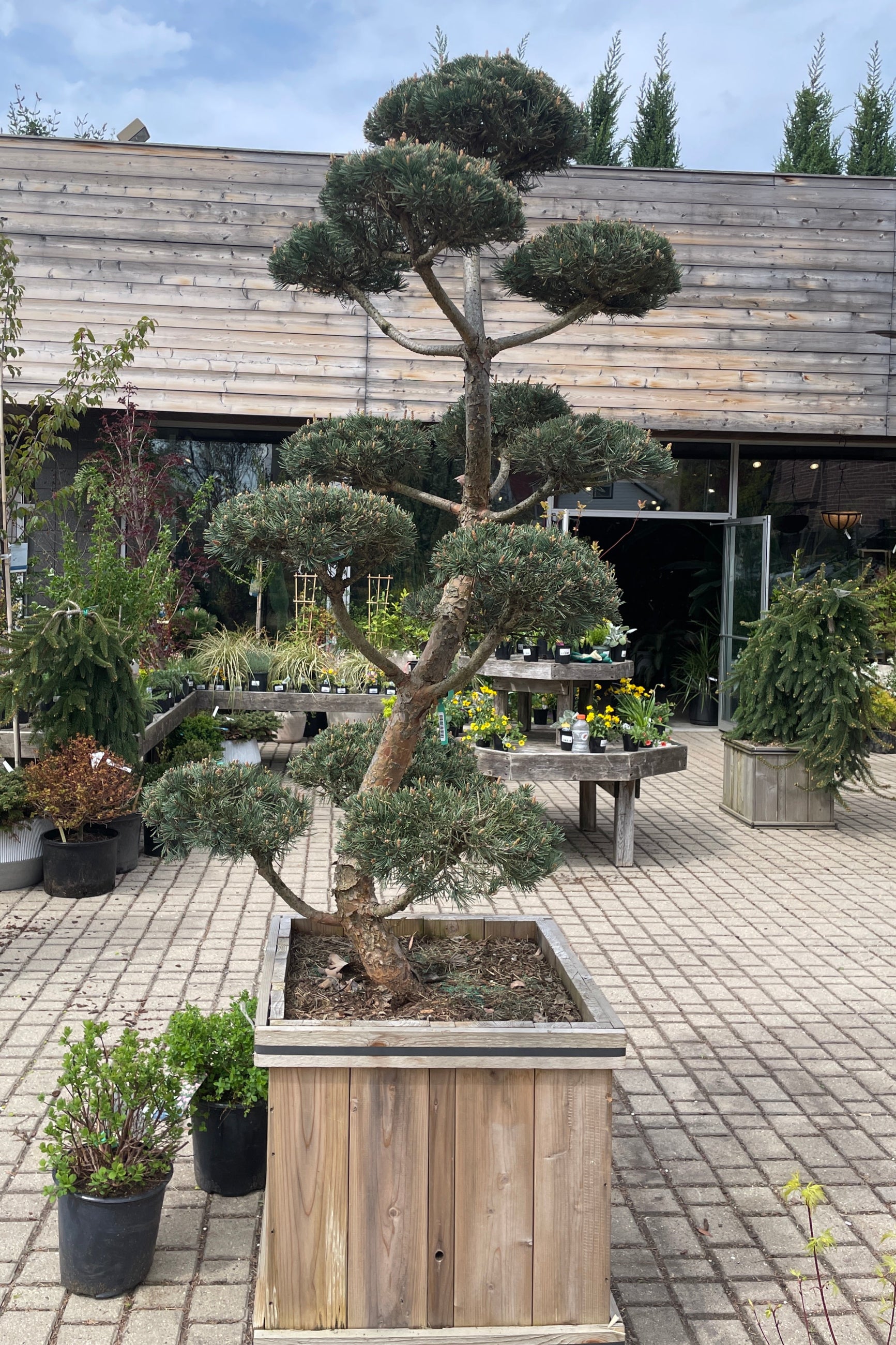 A huge Pinus 'Bonna' in a #24 cedar square container standing tall the middle of April in the Sprout Home yard.  ©Sprout Home